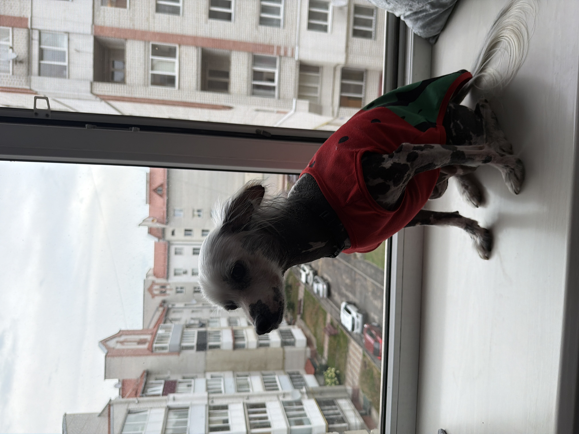 A hairless Chinese Crested dog, wearing a red and green patterned vest, sits on a white windowsill. The dog is looking out a window at buildings and a street with cars. The scene appears to be from an urban environment in Ternopil, Ukraine, judging by the architecture of the buildings. The sky is overcast, suggesting a cloudy day.