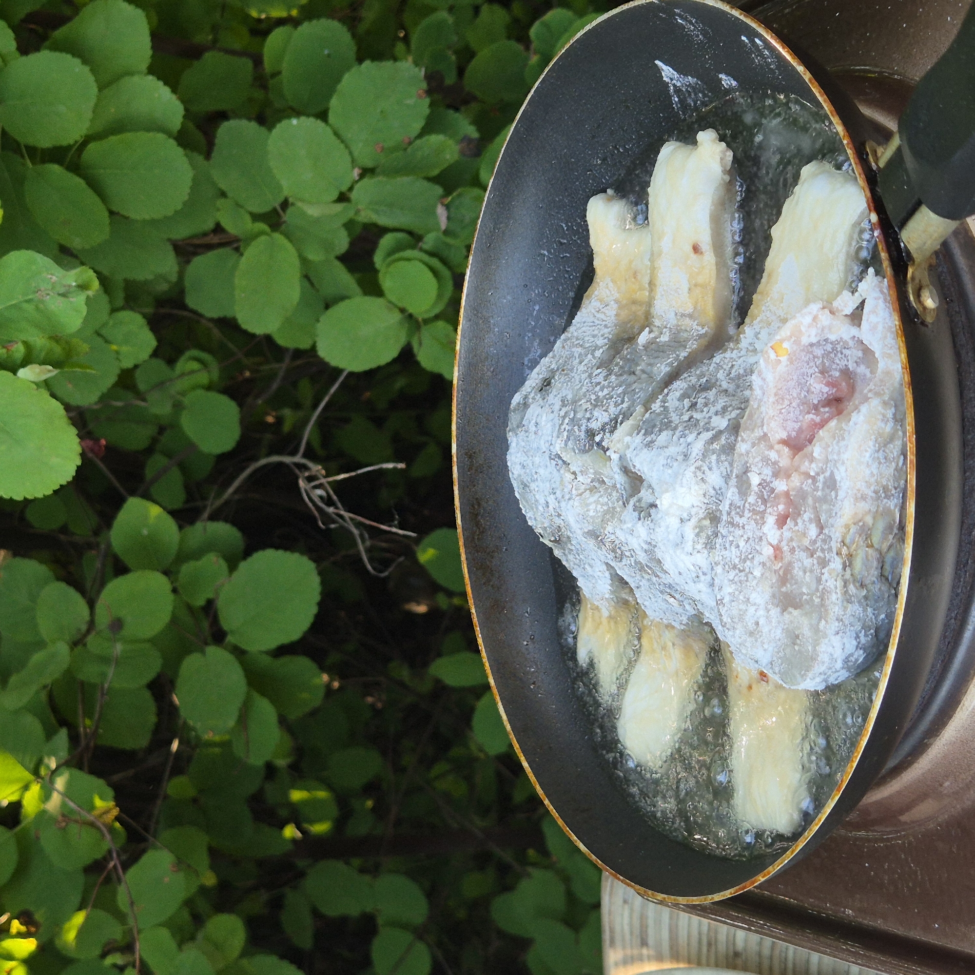 The image shows pieces of fish coated in white flour being fried in a pan. The pan is dark and appears to be made of metal. Bubbles indicate that the oil is hot and the fish is actively cooking. The fish pieces are irregularly shaped, suggesting they are likely fillets or chunks. Some pieces show pinkish raw flesh, while others are beginning to turn golden brown from the frying process. The pan is placed on a brown surface, possibly a stove or a portable burner, and is positioned outdoors against a backdrop of lush green foliage. The leaves are abundant and appear to be from a bush or tree, with sunlight filtering through them, creating a dappled effect. This suggests the cooking is taking place in a natural, outdoor setting, possibly a backyard or campsite. The time of day appears to be daylight, given the brightness and the presence of shadows. There are no people visible in the image. No visible text is present.