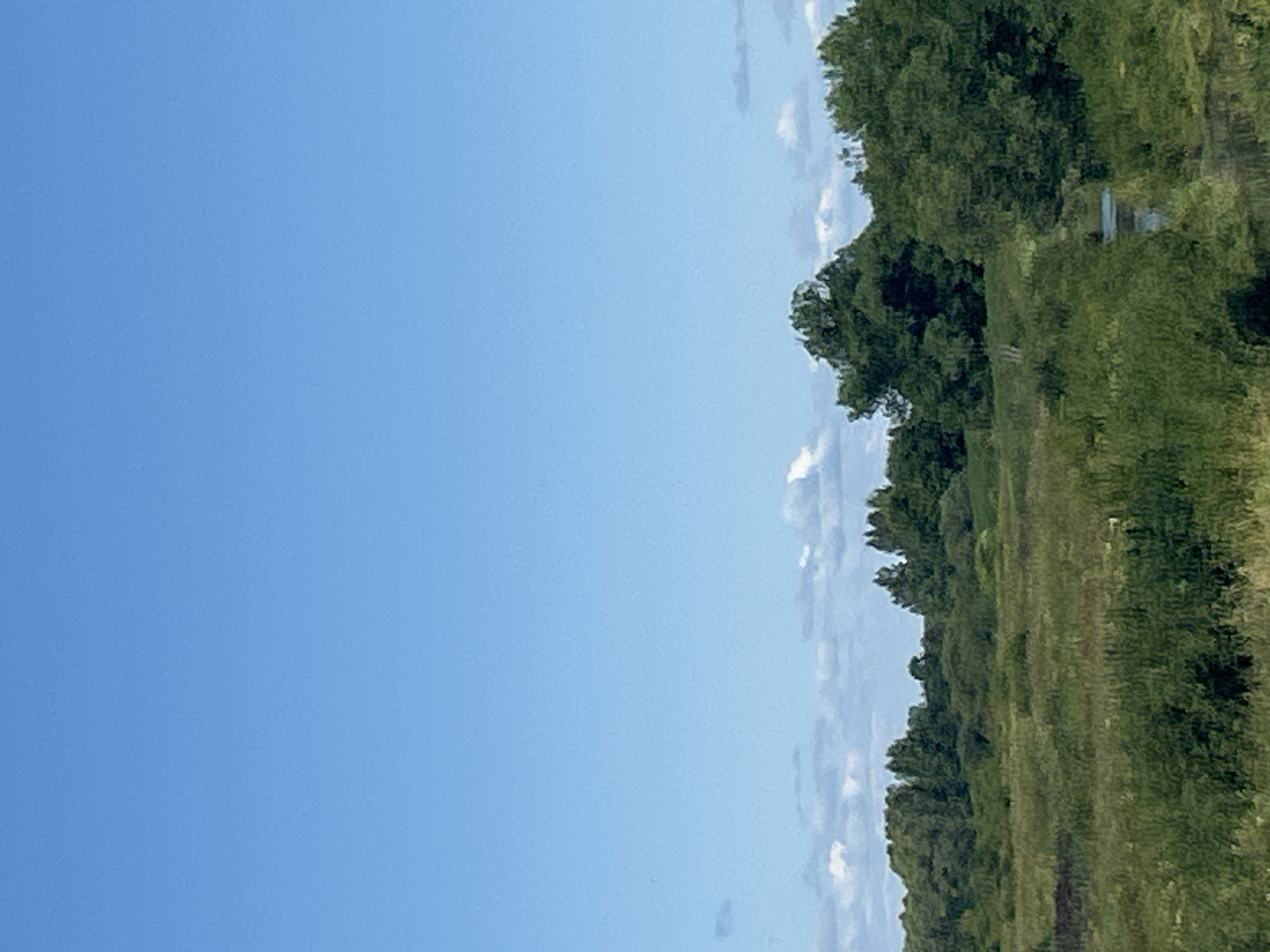 The image shows a wide, open field with lush green vegetation and a dense line of trees in the background, stretching across the horizon. The sky is a clear, bright blue with a few scattered, fluffy white clouds. The field appears to be a natural landscape, possibly in or near a rural area. There is no visible human presence or any man-made structures in the scene. A small body of water, possibly a stream or river, is partially visible through the foliage on the right side of the image. The overall impression is one of a serene, natural environment.