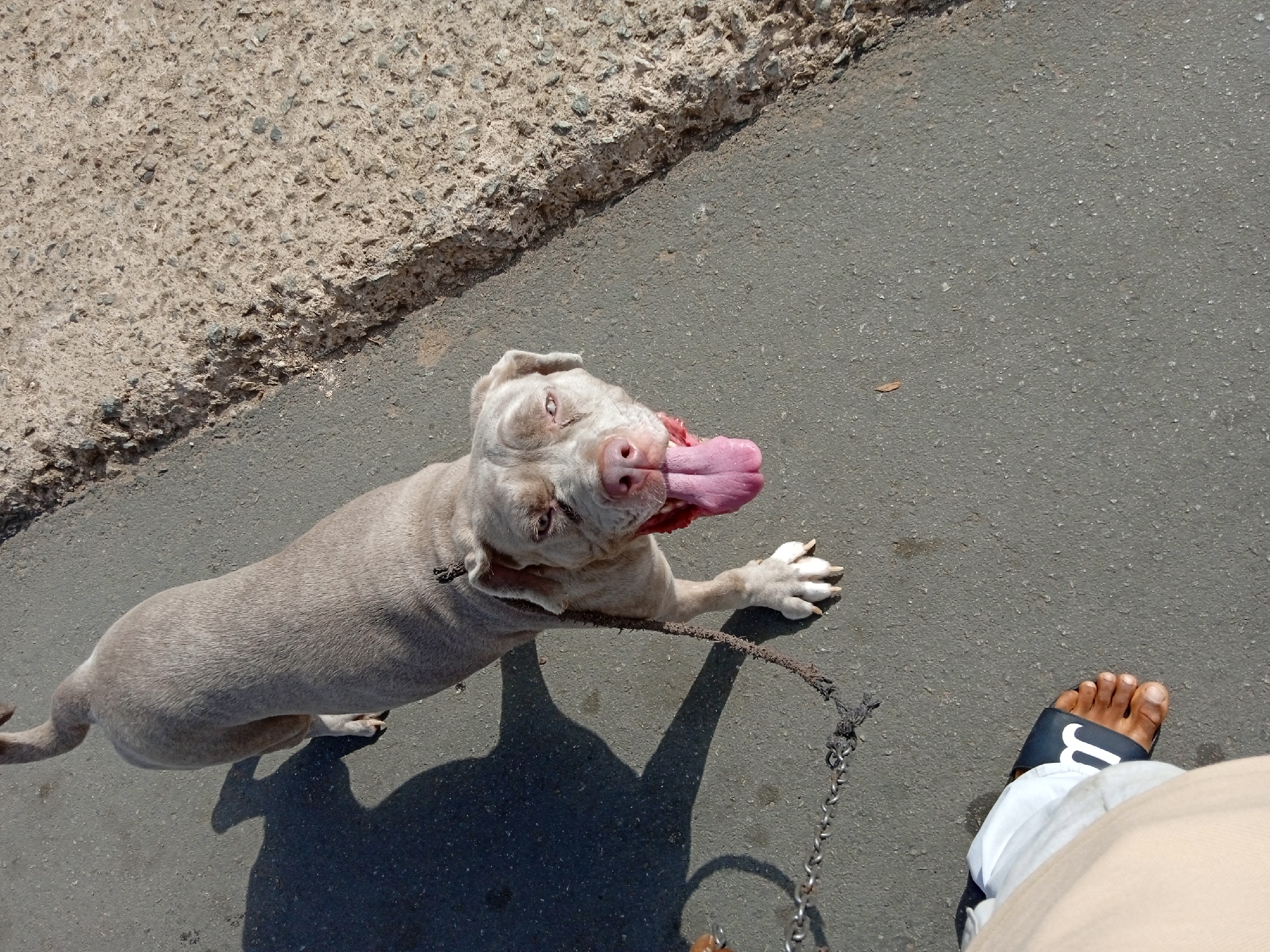 A high-angle medium shot shows a light-colored dog with its tongue lolling, lying on gray asphalt next to an uneven strip of tan concrete. The dog is straining to look up at the camera. The leash is a short rope ending in a length of chain. The right foot of a person wearing a black and white sandal is in the lower right of the frame. The person is wearing tan pants. The location is Unknown, Unknown.