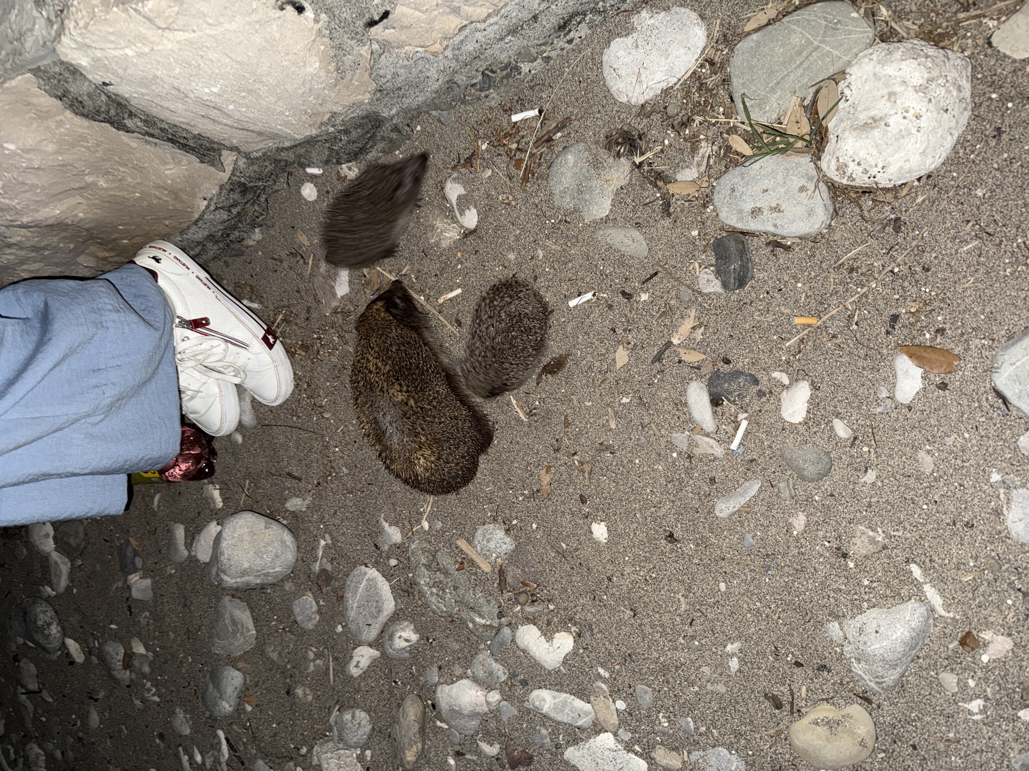 The scene depicts three hedgehogs on a sandy ground near a rocky formation, possibly a beach or coastal area. A person wearing a blue garment and white sneakers is partially visible on the left side of the image, near the rocks. The ground is covered with sand and scattered pebbles, small twigs, and cigarette butts. The scene is likely located in the city of Bar, Montenegro, given the context provided.