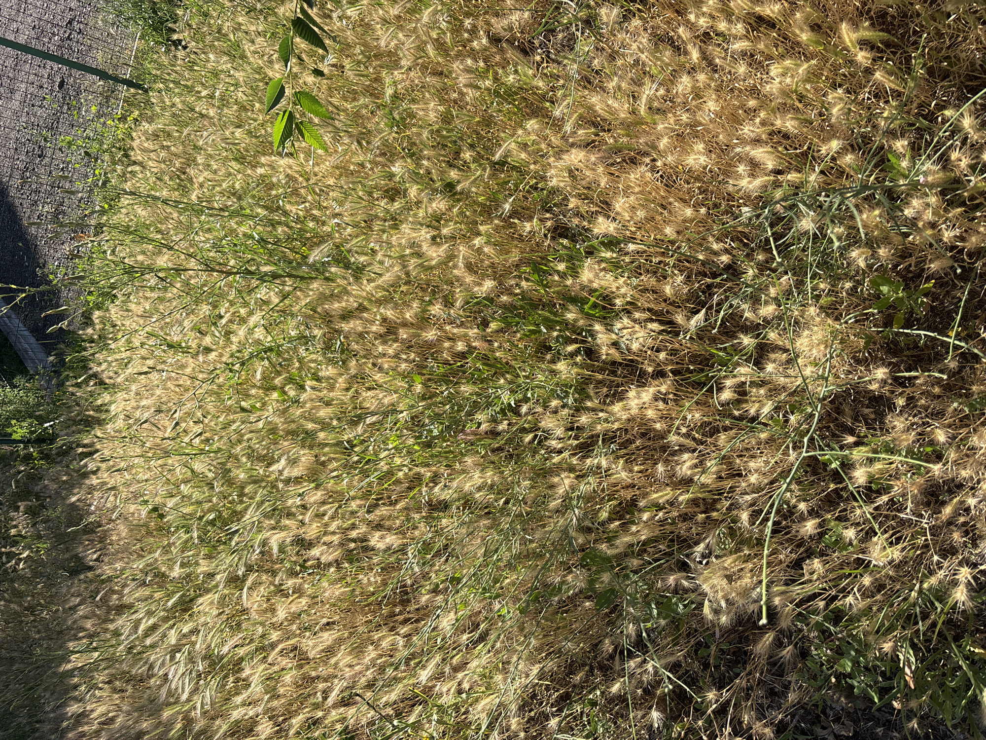 The image shows a dense field of dry, golden grass with scattered green leaves. The grass is composed of thin stalks topped with feathery seed heads. Some of the stalks are taller and more prominent, with thin, spindly stems that are green. In the upper left corner, a portion of a dark wire fence is visible, casting a shadow on the ground. A few bright green leaves on a thin stem are also visible in the upper central portion of the image. The overall impression is of a dry, sun-drenched field. The lighting suggests it is daytime, with the sun casting shadows and highlighting the dry stalks of the grass. The scene appears to be outdoors in a natural setting, possibly a meadow or a field left to grow wild. There is no discernible text in the image.