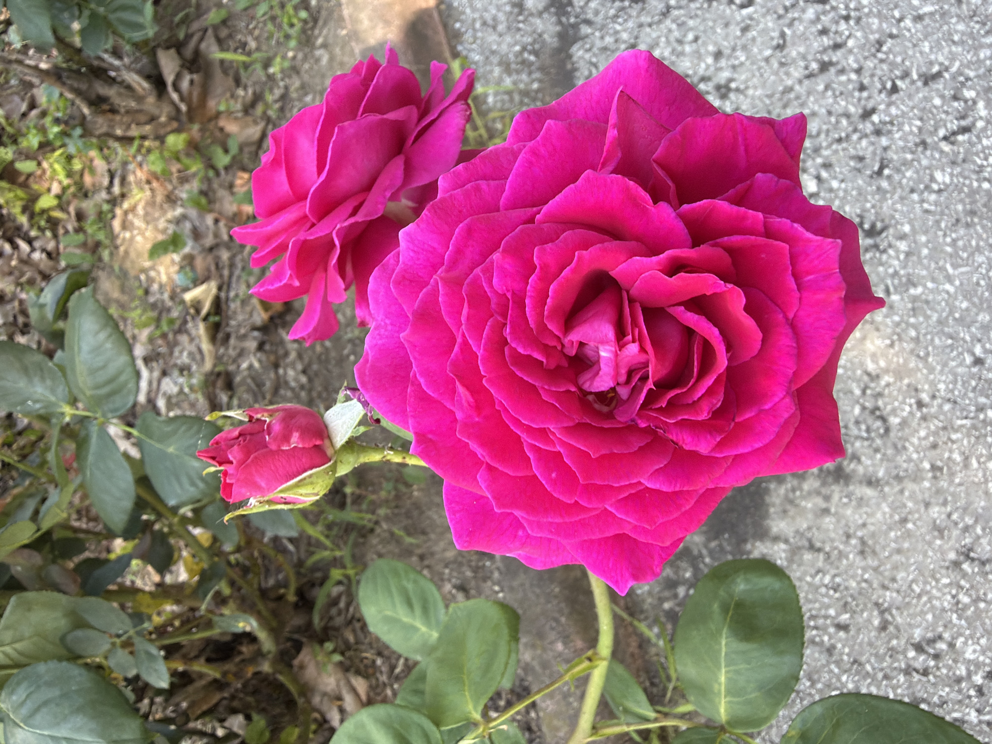 An outdoor, eye-level, medium shot captures three vibrant pink roses and their green stems and leaves against a blurred background of soil, dirt, and foliage. The rose in the foreground is the largest and most in focus, displaying a profusion of tightly packed petals. To its upper right, another rose, slightly out of focus, is also visible. Above and to the left of the largest rose, a single rosebud, still partially closed, is present. The ground beneath the roses appears to be a mix of concrete and soil, with scattered leaves and twigs. The lighting suggests it is daytime, with soft shadows indicating natural sunlight. The overall impression is one of natural beauty, likely in a garden or park setting. The image provides no specific clues to its location within Pazardzhik, Bulgaria.