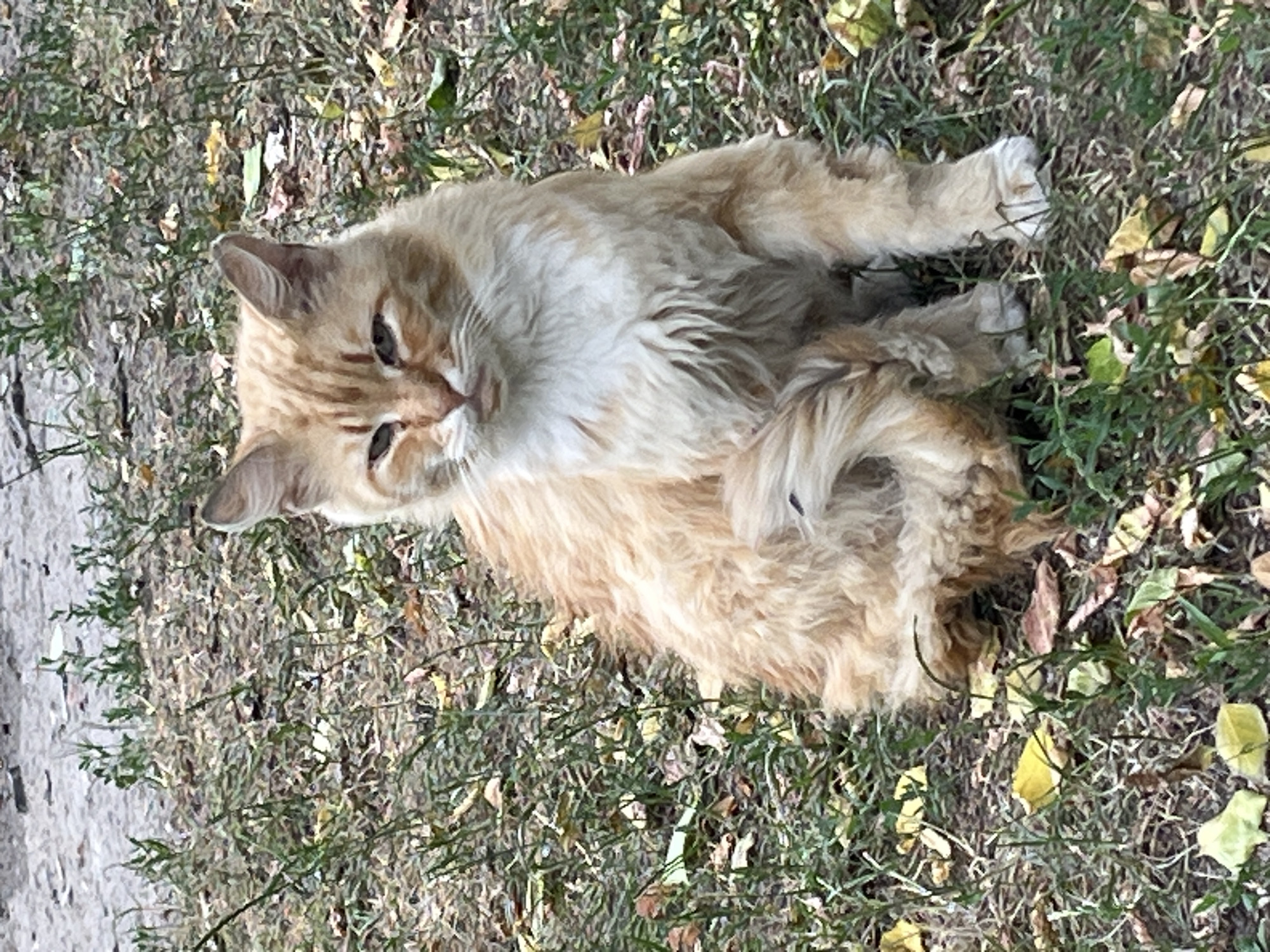 An orange and white fluffy cat is sitting on grass and fallen leaves. The cat is facing the camera and has its tail curled around its front legs. The background is out of focus and appears to be a dirt path with some greenery. The image was taken outdoors during the day.