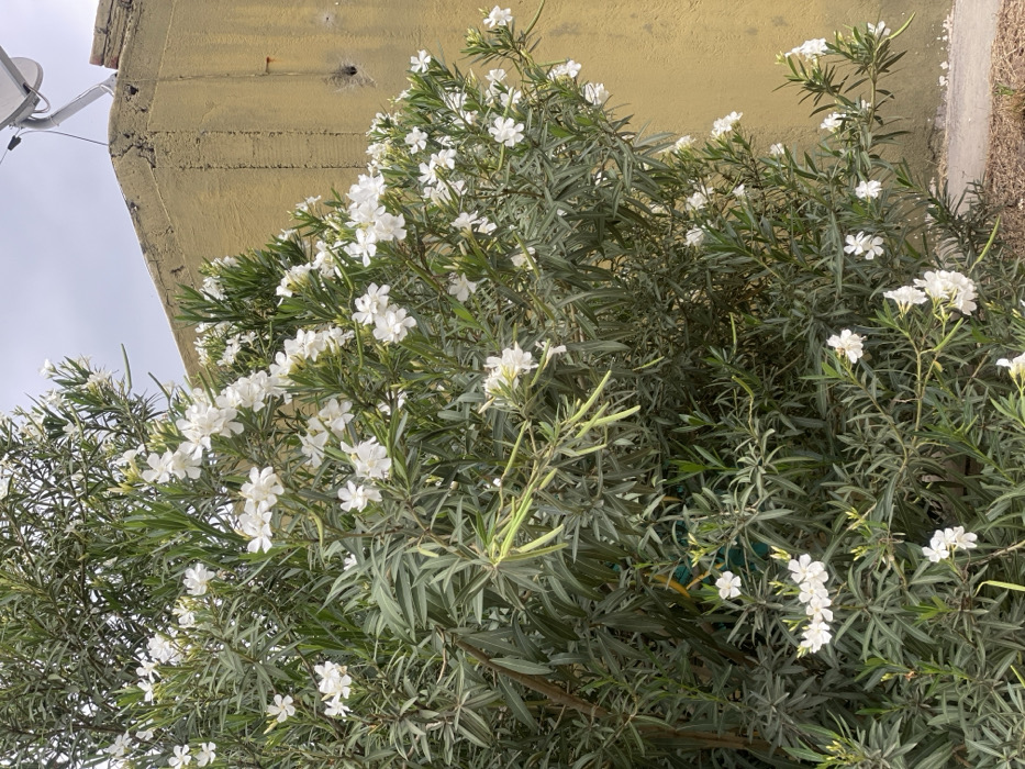 A vibrant bush, lush with narrow, green leaves, bursts with clusters of delicate white flowers. The bush sprawls horizontally, occupying much of the frame. In the background, a muted yellow wall looms, punctuated by a satellite dish. The sky above is overcast and gray. The composition emphasizes the contrast between the vibrant floral display and the dull backdrop.