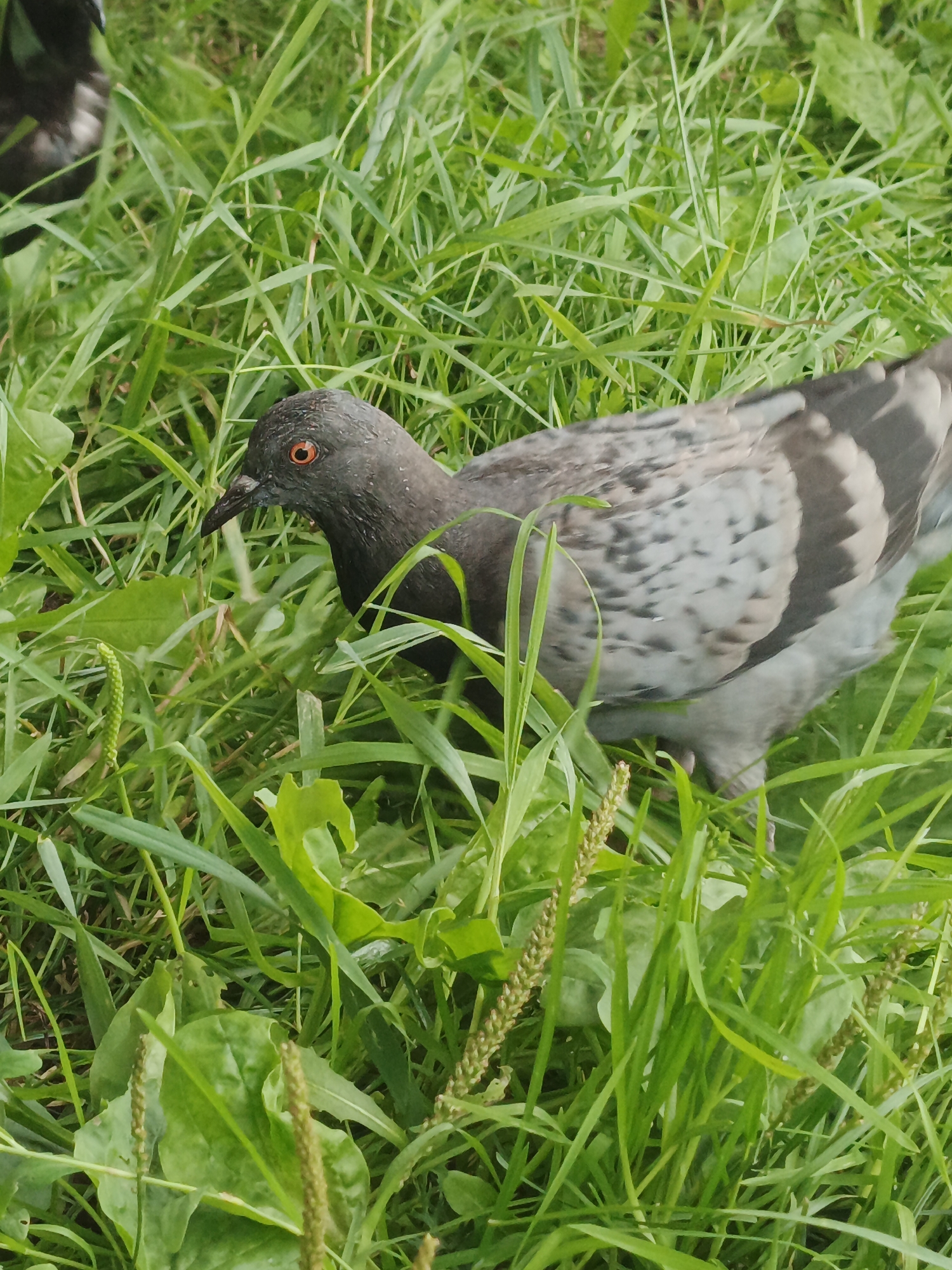 A pigeon with gray and white plumage and bright orange eyes pecks in thick green grass. The pigeon is partially obscured by blades of grass. In the upper left corner, another dark-colored bird is visible, mostly out of focus. The environment is a grassy area, likely outdoors, with various types of vegetation and some plant seed heads. The image was taken in Medvedyovka, Russia.