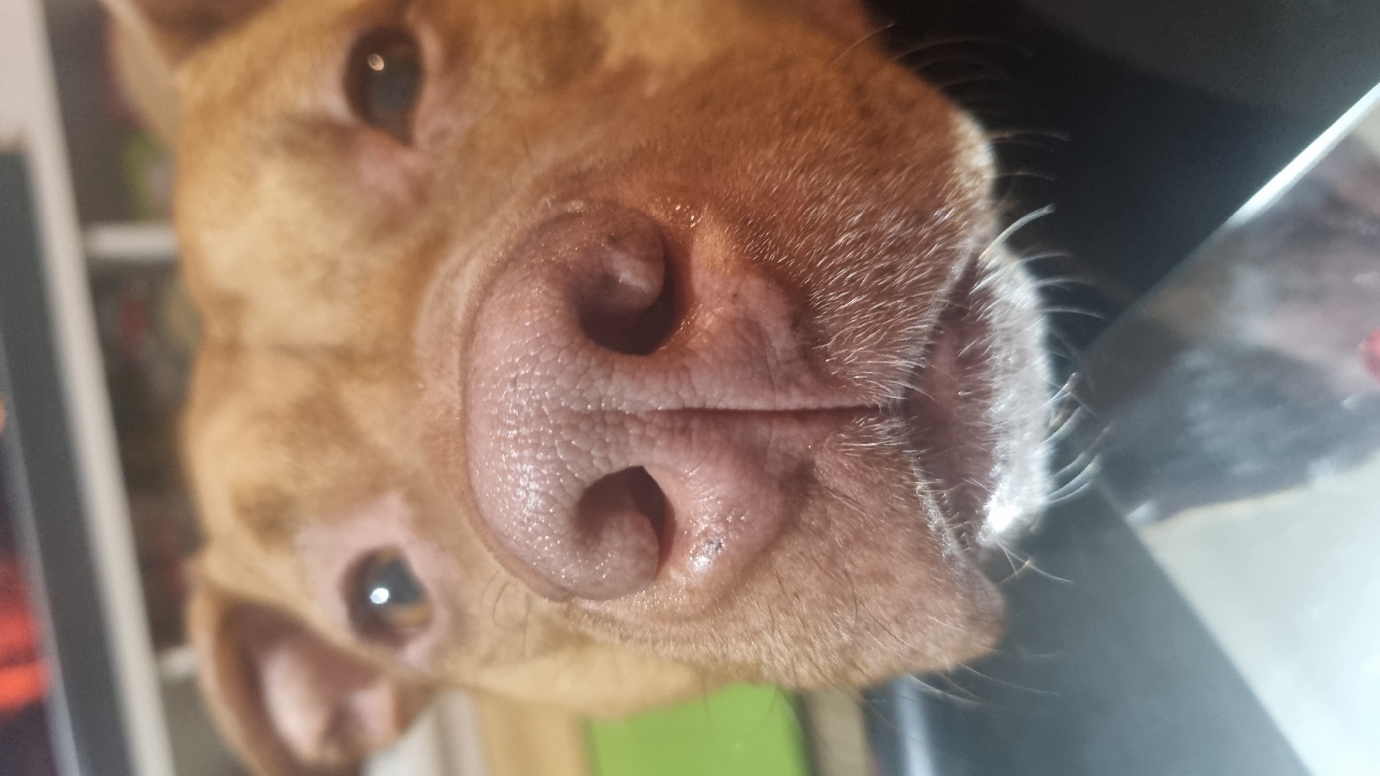 A close-up photograph shows the face of a light-brown dog. The dog's nose is prominently featured, with visible nostrils and textured skin. Two eyes are also visible, suggesting the dog's head is tilted.