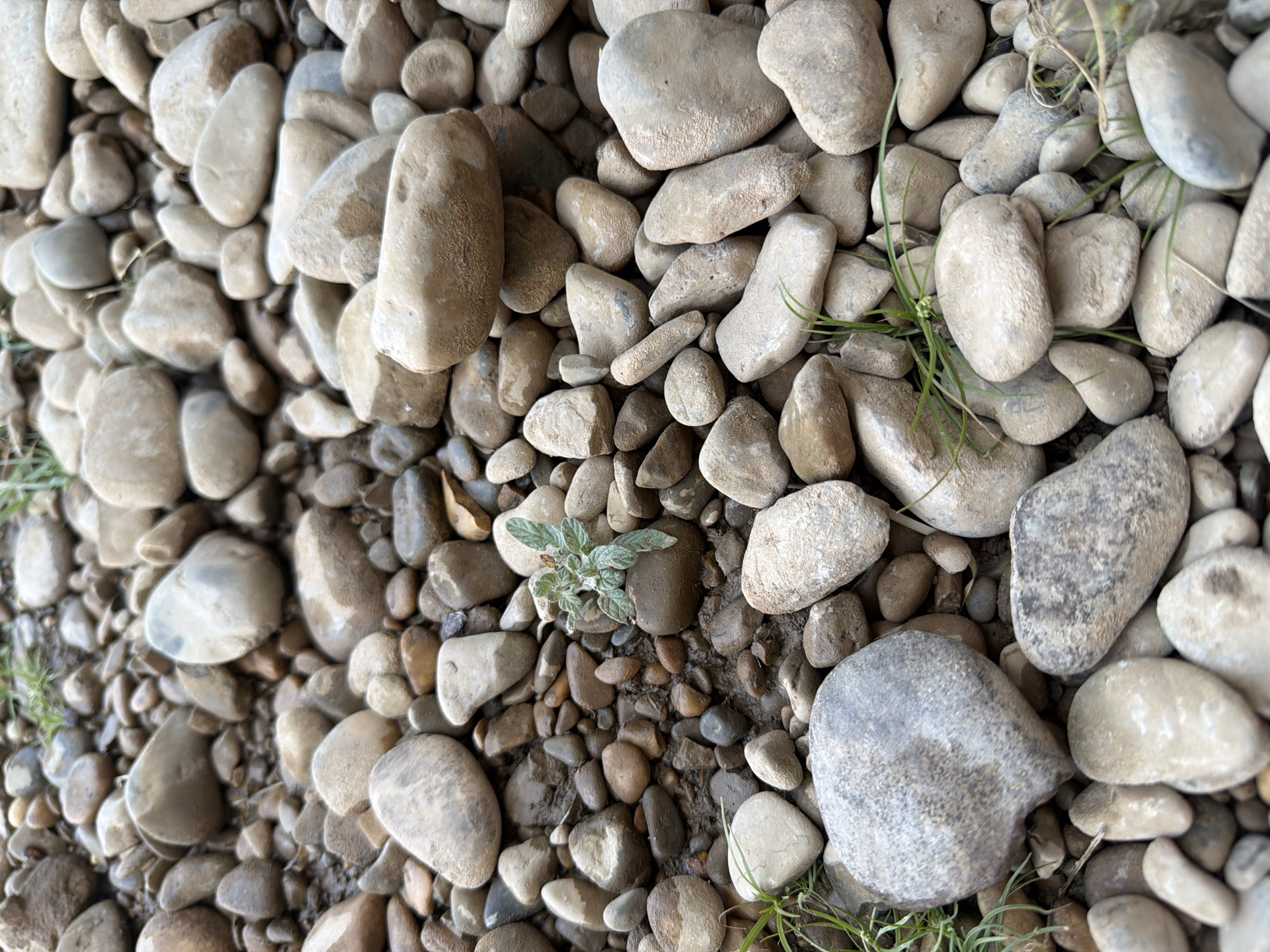 The image is a close-up, ground-level view of a collection of smooth, rounded stones and pebbles. The stones vary in size, from small pebbles to larger, fist-sized rocks, and are predominantly in shades of gray, brown, and beige. Some stones appear wet, indicating recent contact with water. Scattered amongst the stones are blades of green grass and a small, leafy plant with light green foliage is growing in the center of the frame. The overall environment suggests a natural setting, possibly a riverbed or shoreline, in the area of Жоғарғы Боралдай, Kazakhstan. There are no people or animals visible in the image.