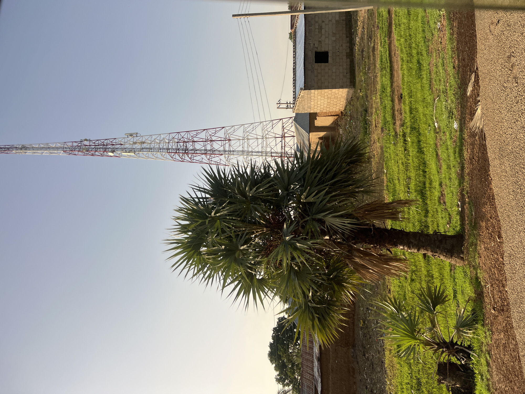 The image displays an outdoor, semi-urban scene in Bauchi, Nigeria, under a clear, light blue sky illuminated by direct sunlight. A tall, red and white lattice-structured telecommunications tower dominates the right background, equipped with multiple antennae. In the mid-ground, a mature palm tree with dense, spiky green fronds is centrally positioned, with a smaller palm plant featuring similar fronds located to its lower left. Behind these trees, several low-rise buildings are visible: one constructed from light grey concrete blocks with a corrugated metal roof and an open rectangular dark aperture, and another with an earthen wall and a reddish-brown corrugated metal roof. Utility poles carrying multiple overhead power lines traverse the middle ground on the right. The immediate foreground features a reddish-brown gravel or dirt path, which borders a vibrant green grassy area exhibiting some wear and scattered light-colored debris. Several dried palm fronds lie on the ground in the lower right. No human or animal subjects are present.