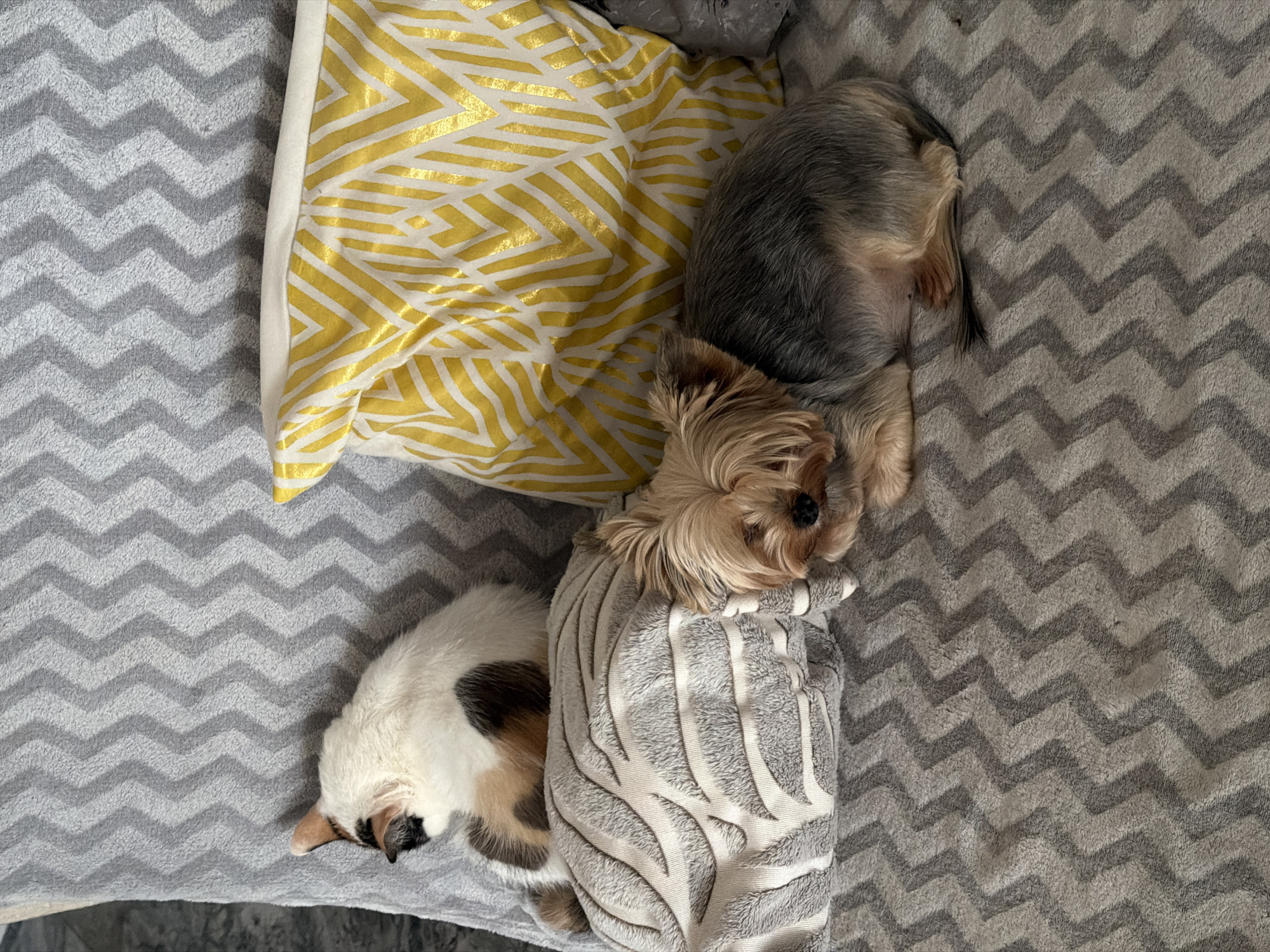 An indoor scene in Rossiyskiy, Russia, depicts two domestic animals resting on a grey chevron-patterned textile surface. On the left, a calico cat is curled up, partially obscured, with its back presenting white, black, and orange-brown fur patches. Adjacent to the cat's front and serving as a headrest, a smaller grey cushion with a subtle embossed wave-like pattern is present. To the right of this cushion, a Yorkshire Terrier lies prone on its side, facing left, with its eyes closed, displaying a mix of tan and dark grey fur. Behind the Yorkshire Terrier, a yellow cushion featuring a geometric pattern in white and gold is visible. Both animals appear to be sleeping or resting peacefully on the soft furnishings. No human subjects are present in the image.