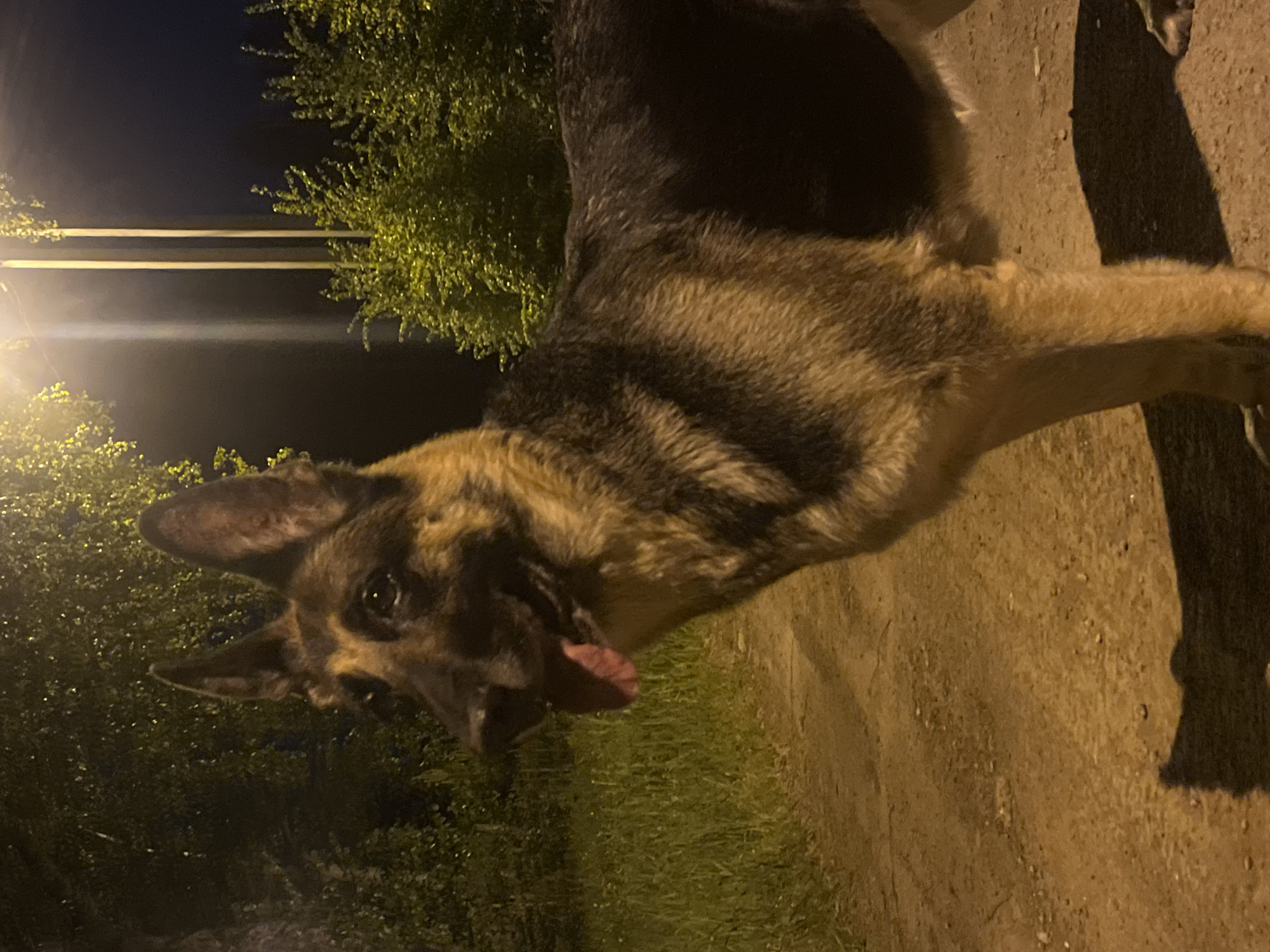 A tan and black German Shepherd dog stands on a dirt path. The dog is panting with its tongue visible. To the left, there are bushes and a street light. Overhead, two horizontal wires are visible. The setting appears to be at night. The location is Nizhny Tagil, Russia.