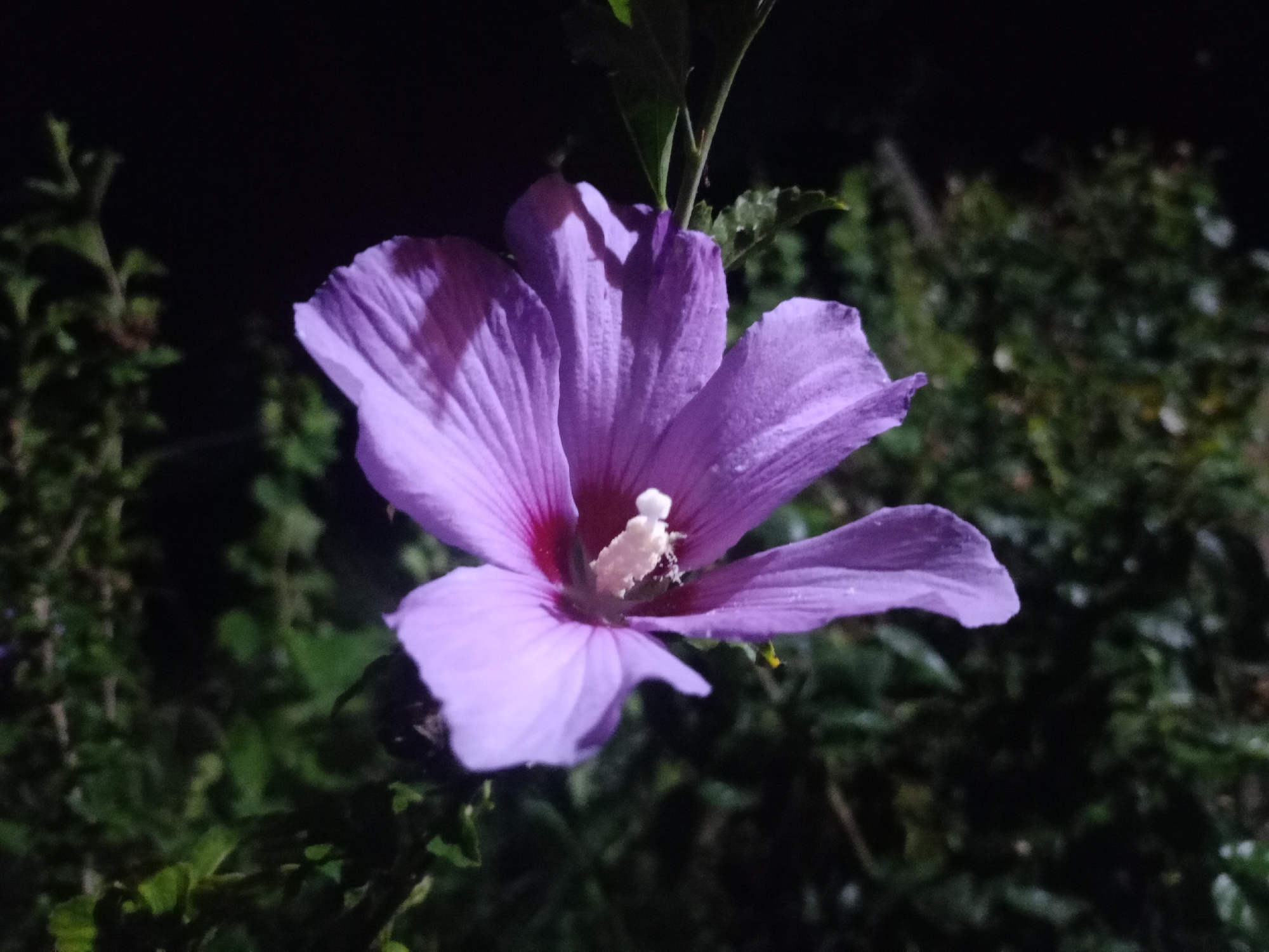 A close-up shot captures a vibrant purple hibiscus flower in full bloom against a dark, out-of-focus background of foliage. The flower's delicate petals are tinged with deeper purple hues at the base and are slightly curled, revealing a bright white stamen tipped with yellow pollen at its center. Dewdrops glisten on the petals, suggesting recent moisture. The lighting highlights the flower's texture and form, with shadows cast on some petals, creating a sense of depth. The dark background, devoid of any specific details, emphasizes the subject. The scene is set outdoors, possibly in a garden or natural setting, where this flower is flourishing. The image does not provide any contextual clues to its location in the city of Kandauraul, Russia.