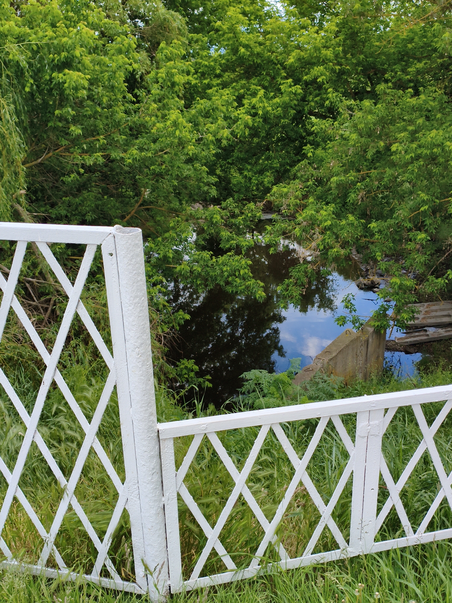 A pond is visible through a gap in a white, lattice-style fence surrounded by overgrown grass. Lush green trees overhang the pond, and the water surface reflects the sky and surrounding foliage. A concrete structure and some discarded wooden planks are visible at the pond's edge. The photograph was taken outdoors during the day. It is likely the location is in Ustyvytsia, Ukraine, but there are no distinguishing elements to confirm. There is no evidence of people or interactions. The scene appears to be a somewhat neglected, natural environment.