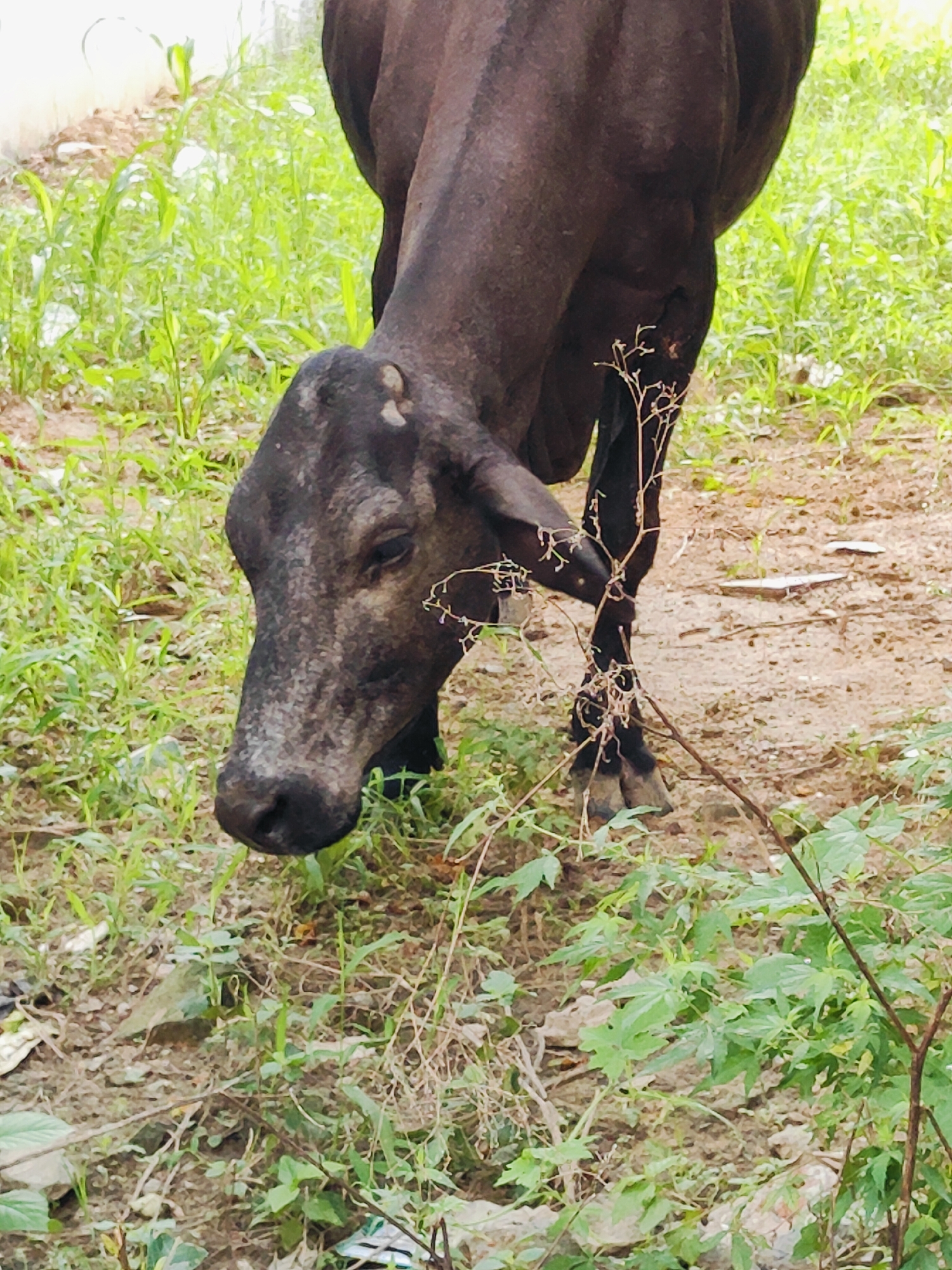 A cow with dark brown and gray mottled skin is grazing in a patch of green grass and dirt. The cow is facing down and to the left, with its head lowered towards the ground. Its left ear is visible and points forward. A small, thin horn is present on its head. The background is composed of dirt and more green vegetation. The scene appears to be outdoors in an urban or semi-urban environment.
