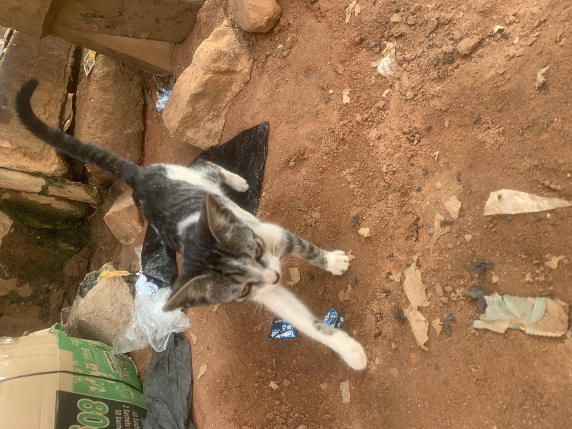 A tabby kitten with black and white fur is captured mid-stretch in an outdoor environment. The kitten is on all fours, with its front left paw extended forward and its hind legs stretched back. Its tail is curved upwards. The ground appears to be made of reddish-brown dirt, with scattered debris, including plastic bags, crumpled wrappers, and rocks. In the background, there is a large cardboard box with green lettering, some rocks, and a moss-covered wall. The setting suggests an urban or semi-urban area, possibly a backyard or alleyway. The overall impression is one of a playful animal in a somewhat cluttered environment.