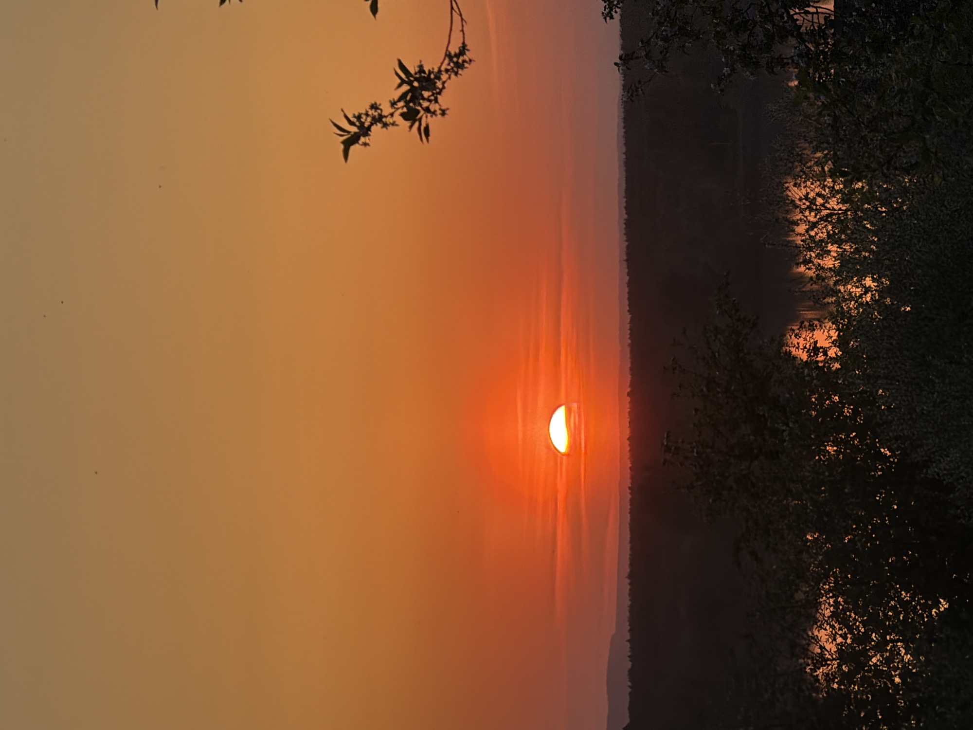 The image shows a sunset in Chaikovsky, Russia. The sun is partially visible on the right horizon. The sky is predominantly orange and yellow. Trees and other vegetation are silhouetted against the sky. A branch with leaves is visible in the upper left corner. The image is rotated 90 degrees counter-clockwise.