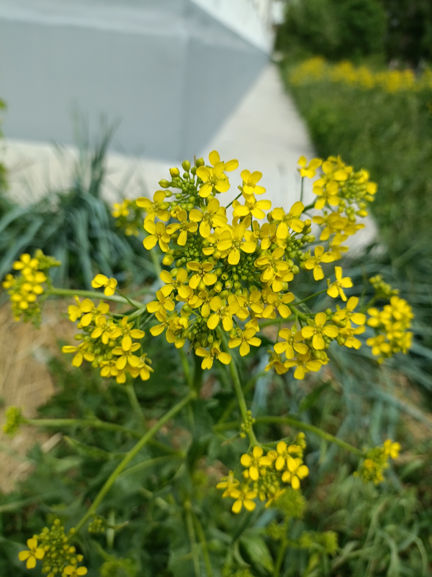The image features a cluster of bright yellow flowers in sharp focus, likely a type of mustard plant, set against a blurry background. The immediate surroundings consist of green foliage, including grass-like plants. In the distance, a concrete pathway and a partially visible building are discernable. Given the location, Chaikovsky, Russia, the flora suggests a cultivated or wild plant commonly found in temperate climates. No people or actions are depicted; the scene is a static close-up of plant life within an urban or semi-urban environment.