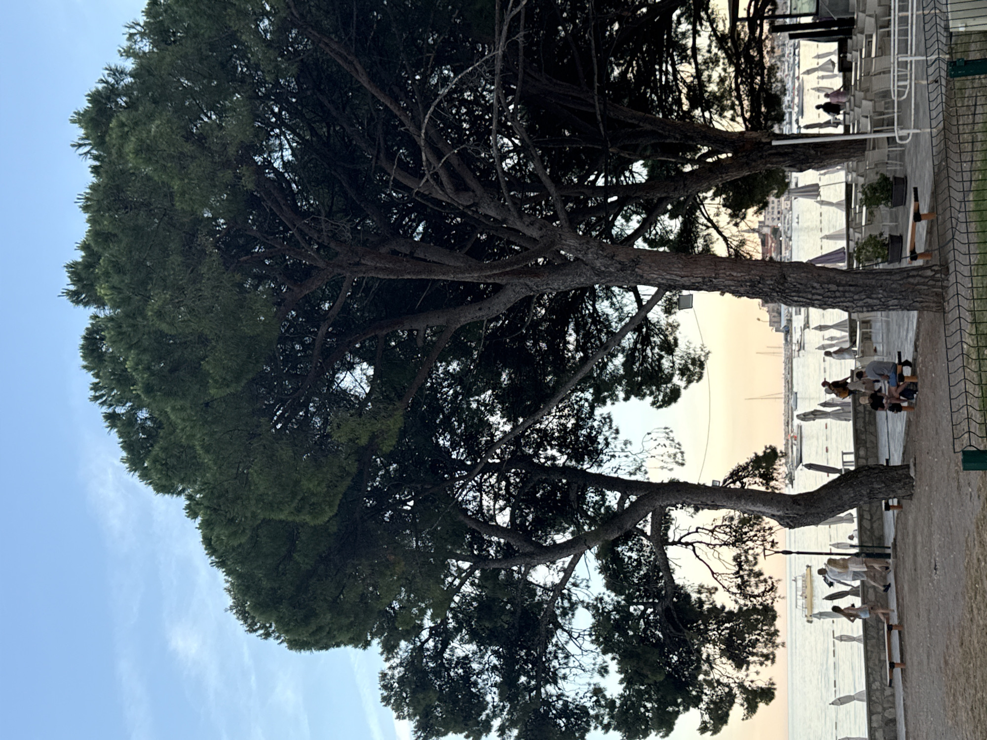 The image shows a scenic view of the coastline in Budva, Montenegro, likely during the late afternoon or early evening as indicated by the soft lighting. Dominating the foreground are several large, mature pine trees with dense, dark green foliage. Their thick, textured trunks are visible, some leaning and twisted.
Beyond the trees, a waterfront promenade is depicted. Several people are strolling along the promenade. On the left, three young women are walking, two in light-colored dresses or shorts. To their right, a group of four people, two men and two women, are seated at a table on a patio area, seemingly engaged in conversation. Further along the promenade, rows of white beach umbrellas and chairs are set up, suggesting a recreational area or an outdoor dining space for a restaurant or cafe.
The sea is calm and stretches towards the horizon. Several boats and yachts are anchored or sailing in the bay. In the distance, the skyline of Budva is visible, featuring buildings and a church steeple, characteristic of the city's architecture. The sky is a gradient of pale blue with streaks of pink and orange near the horizon, indicative of a sunset or sunrise. A dark metal fence runs along the bottom edge of the frame, partially obscuring the foreground.