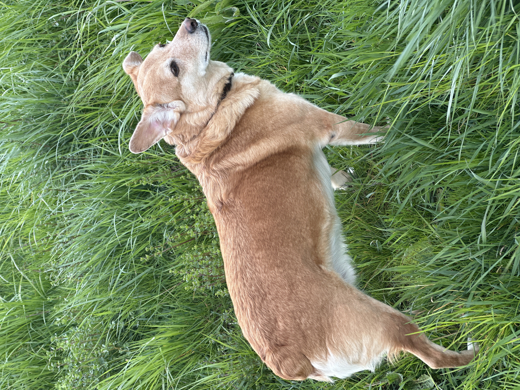 A medium-sized, tan-colored dog with a black collar lies on its back in a patch of green grass. The dog's head is tilted upwards, and its paws are outstretched to the sides. The grass appears to be slightly damp, suggesting a recent rain or dew. The location appears to be outside in a park or grassy area. It's not possible to confirm this picture was taken in the city of Zagreb, Croatia.