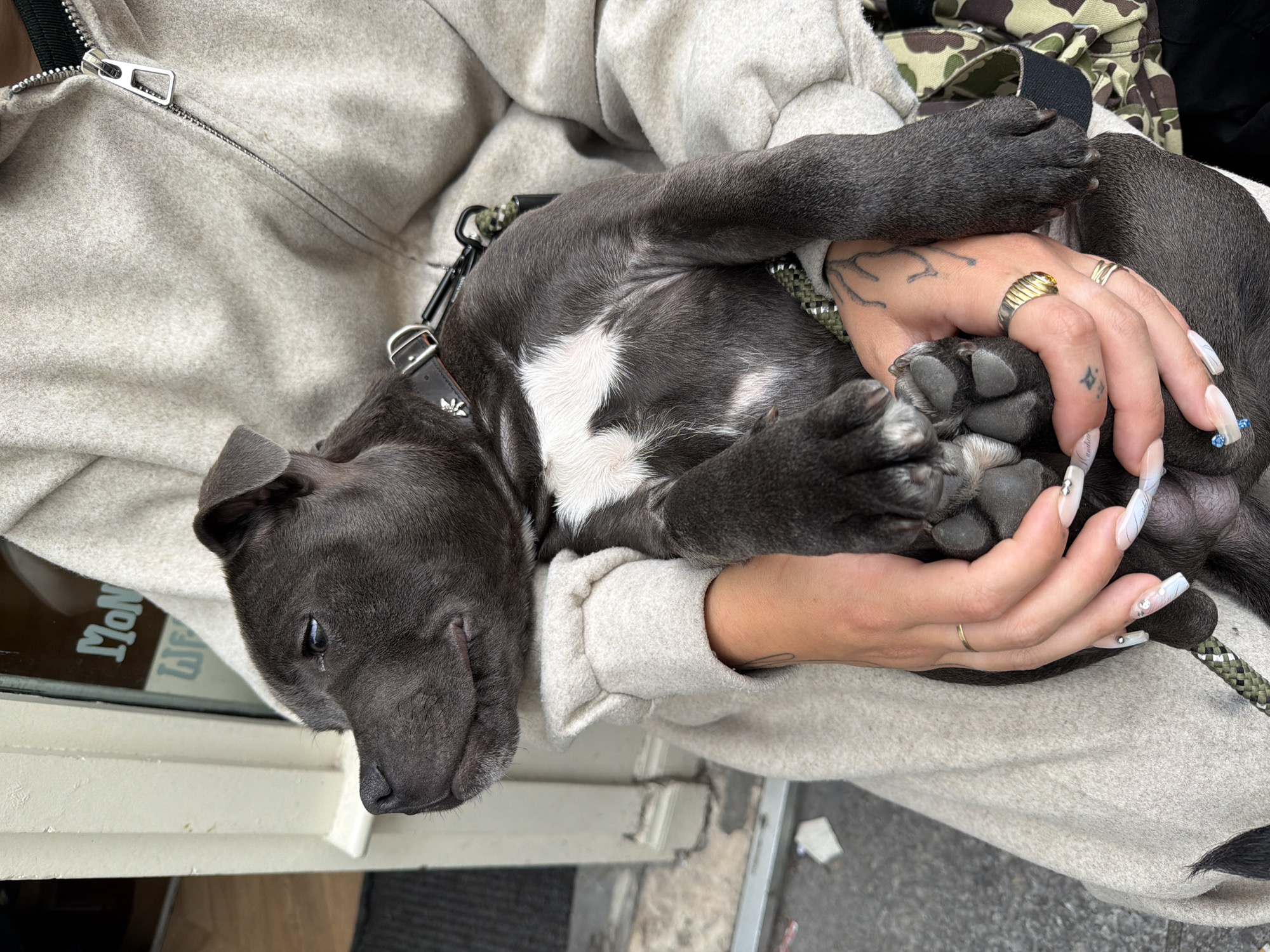 A charcoal-grey puppy with a white patch on its chest is curled up in the arms of a person wearing a light-grey zipped sweatshirt. The person's hands, adorned with rings and decorated fingernails, are protectively holding the puppy. The puppy wears a black collar with a decorative silver emblem. A camouflage bag strap is visible in the background. The scene appears to be outside a building, evidenced by a doorjamb, with a glimpse of a street or sidewalk. The location of Paris, France is not visually identifiable.