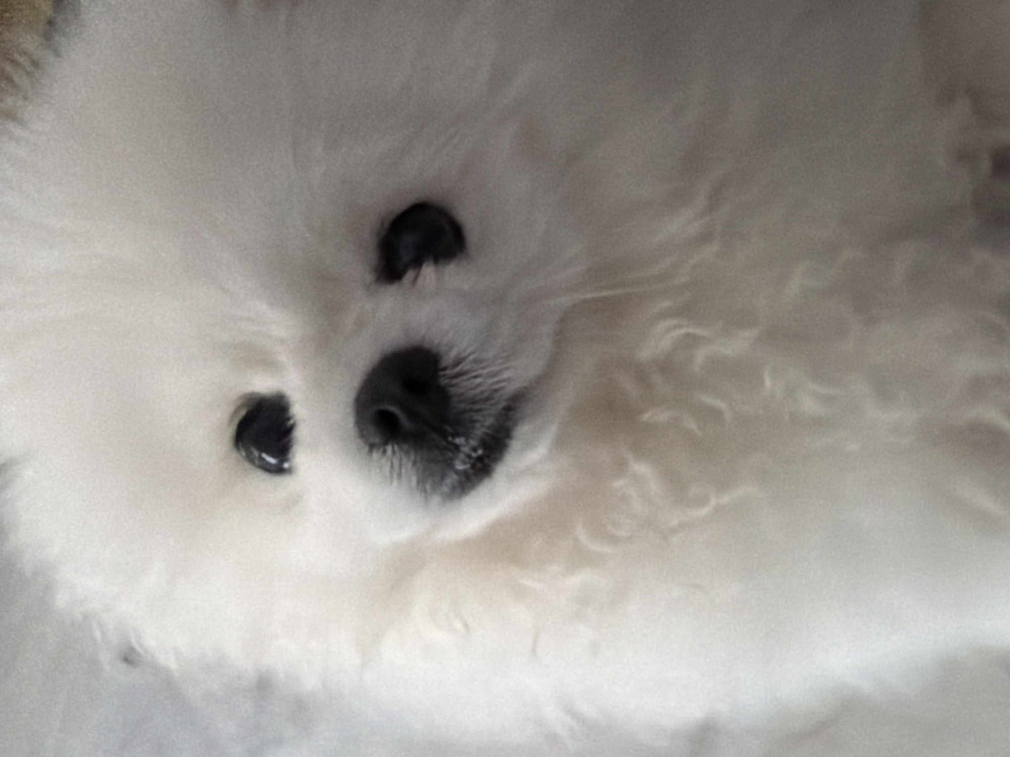 This is a close-up, slightly out-of-focus photograph of a white Pomeranian dog. The dog's face is the primary subject, with its dark eyes and black nose clearly visible. The fur is fluffy and white. The background is indistinct and appears to be a light-colored surface, possibly a blanket or furniture. There is no identifiable information in the image that would indicate its location in Marmaris, Turkey, or any specific urban environment. The image is a still photograph and does not depict any actions or interactions.