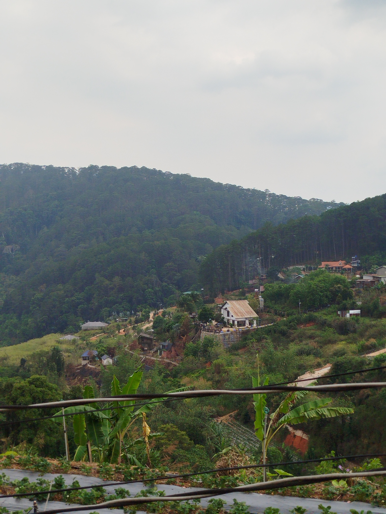 This is an outdoor, long shot of a hillside in Da Lat, Vietnam. In the foreground, there are neatly arranged rows of crops covered in black plastic sheeting, with small green plants growing through holes in the plastic.
Just beyond the crops, there are a few young banana trees. Parallel power lines run horizontally through the lower part of the frame, partly obscuring the view.
In the middle ground, there are small houses scattered across the hillside, surrounded by green vegetation and trees. The houses vary in size and design, and some are painted white with red roofs. A dirt road winds through the houses.
In the background, a tall, densely forested mountain range rises, covered in green trees. The sky is overcast.