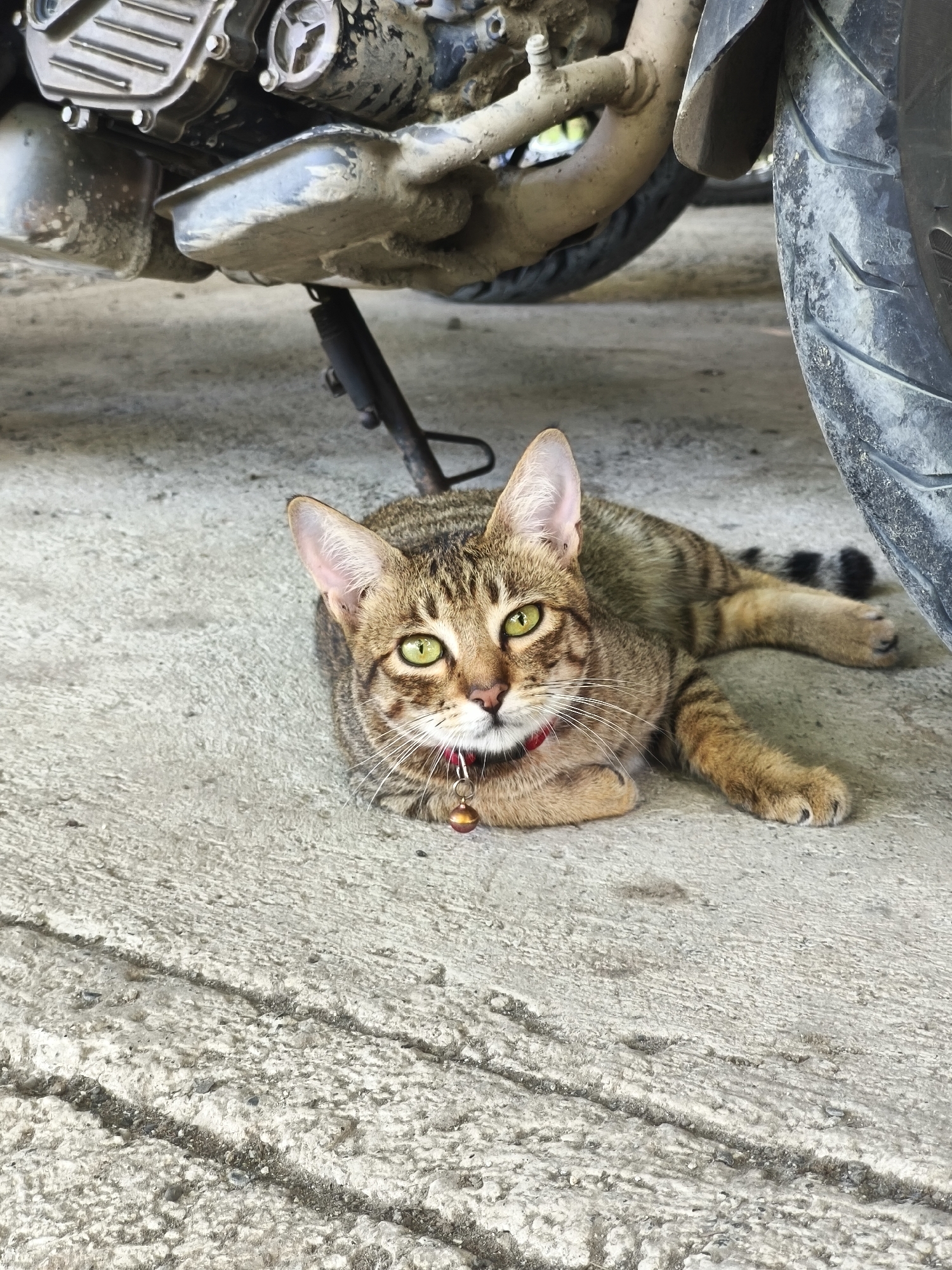 A domestic cat is lying on a concrete surface under a motorcycle in Unknown, Unknown. The cat, with yellow-green eyes and tabby markings, wears a red collar with a small bell. The motorcycle is dirty and displays signs of wear. The concrete surface shows cracks and imperfections.