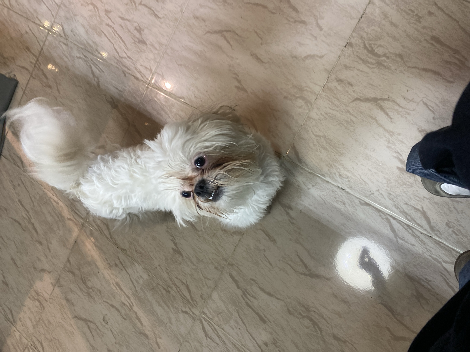 A small, white, fluffy dog is lying on a light brown tiled floor. The dog has dark eyes and a dark nose. A portion of a person's legs and feet is visible on the right side of the image. The clothing is dark blue. A bright reflection is visible on the floor near the person's feet. The location is Unknown, Unknown.