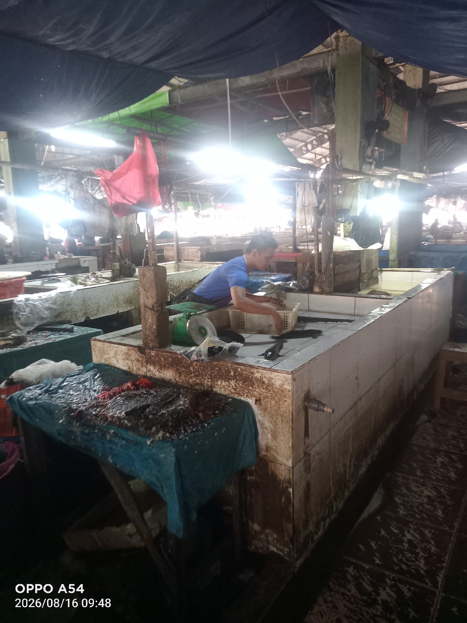 A young man wearing a blue t-shirt is seen working in a fish market in Jambi, Indonesia. He is standing next to a tiled counter filled with water and fish, and is in the process of sorting them into a white plastic basket. The market appears to be dimly lit with overhead lighting, and there are tarps and various market stalls visible in the background. The counter and surrounding area show signs of being wet and a bit grimy, typical of a market environment where fresh produce is handled. There are also some tables covered with blue tarps in the foreground, one of which has a pile of fish or fish parts on it.