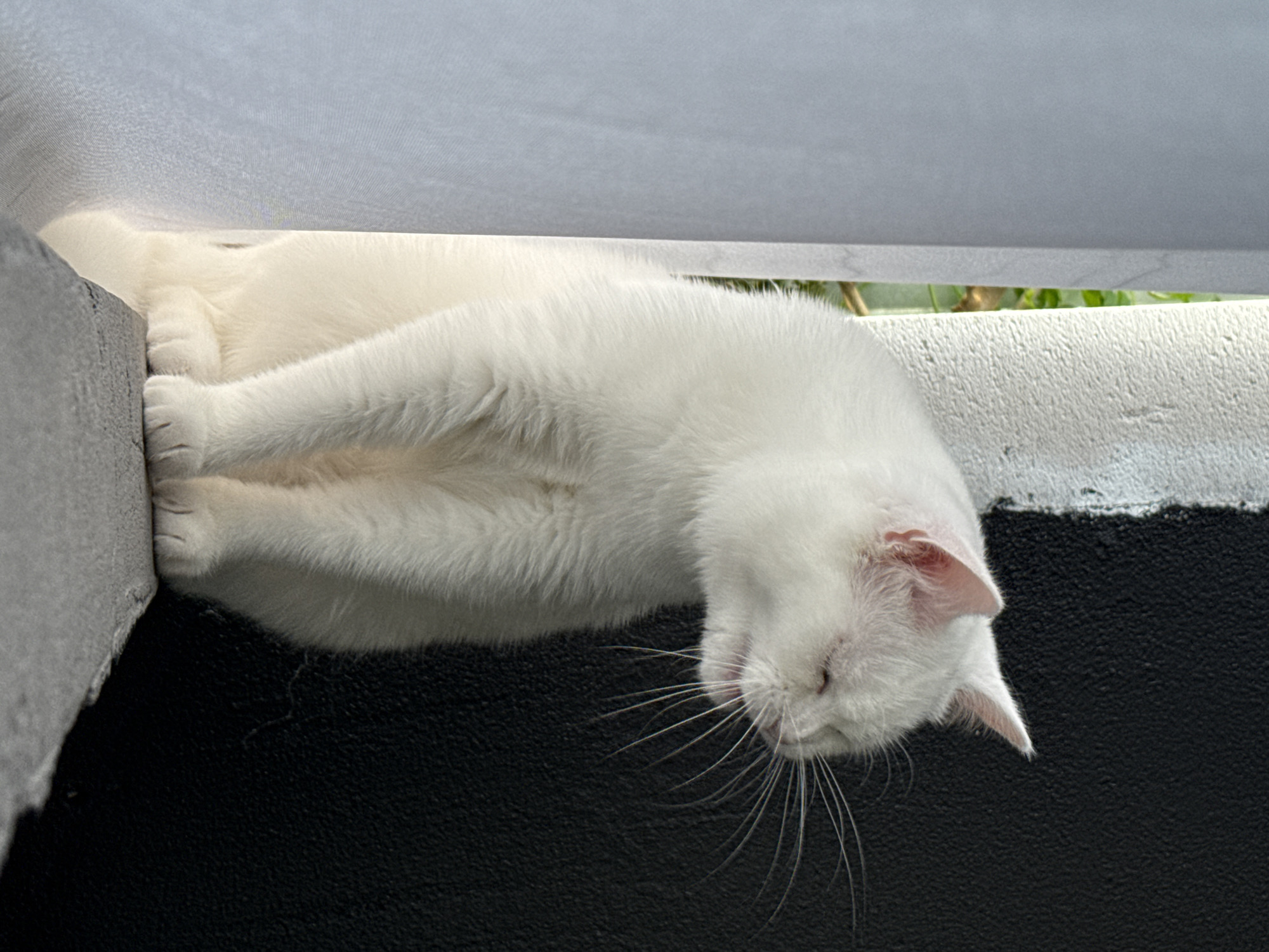 A white cat is sitting on a ledge in an unknown city. The cat is facing to the right with its eyes closed and its mouth slightly open. The background is black and textured, with a white pillar to the left. There is a hint of greenery visible to the left of the cat. The cat's fur is white and fluffy. Its paws are tucked underneath its body.