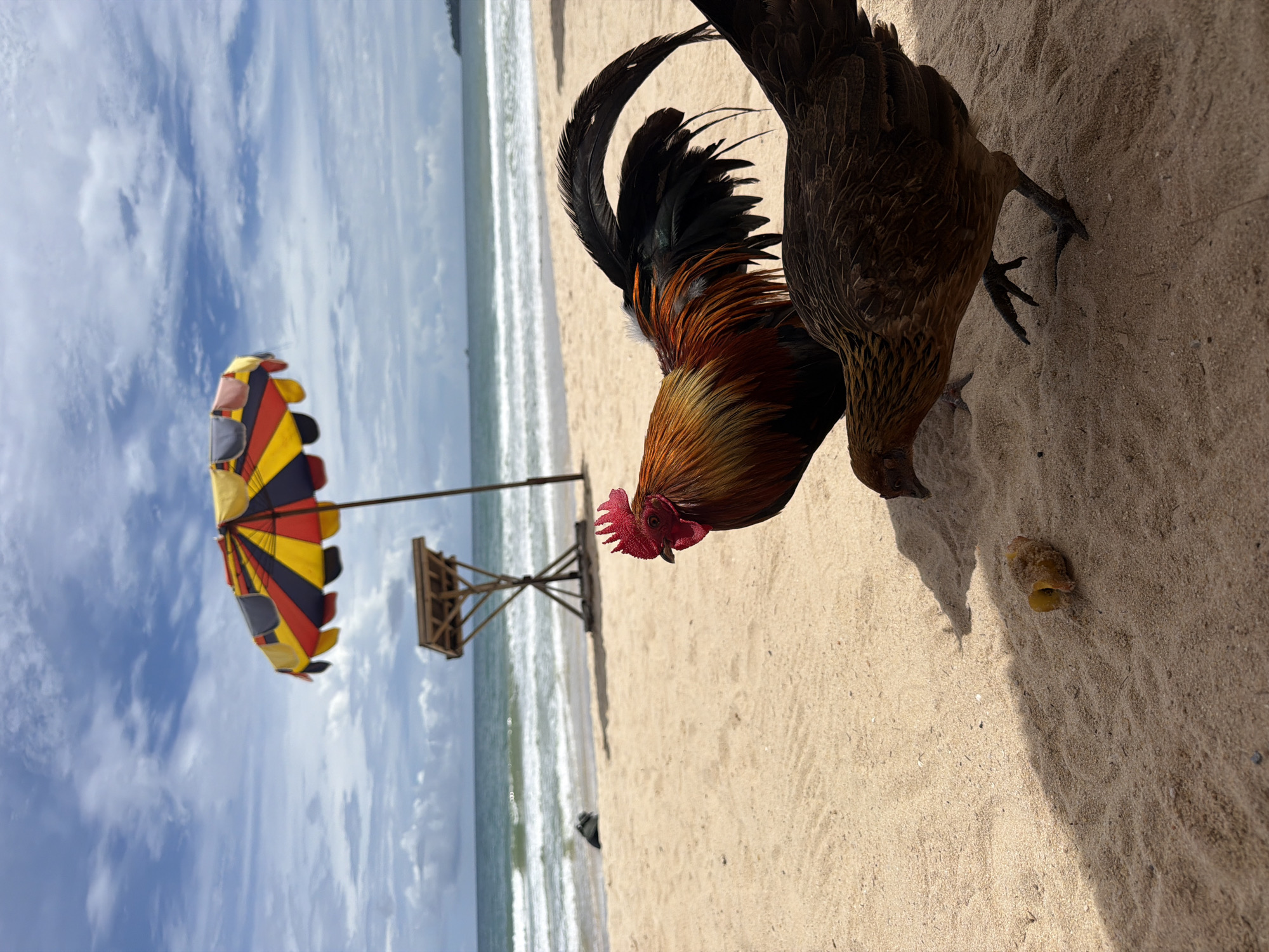 The image depicts a beach scene in Choeng Thale, Thailand, with a rooster and a hen foraging on the sand. The rooster, with its vibrant red comb and iridescent neck feathers, is prominently featured in the foreground. Beside it, a hen pecks at something on the sand.
In the background, the ocean stretches out to the horizon, with gentle waves breaking on the shore. The sky is a mix of blue with scattered white clouds, suggesting fair weather. A colorful beach umbrella, striped in yellow, red, and black, stands tall on the sand, providing shade. Further back, a wooden structure, possibly a lifeguard tower or a simple observation post, is visible.
The lighting indicates it is daytime, likely late morning or early afternoon. The sandy texture of the beach and the presence of the ocean and umbrella clearly establish the setting as a tropical beach. The birds appear relaxed, engaged in their natural behavior of searching for food. There is no visible text in the image.