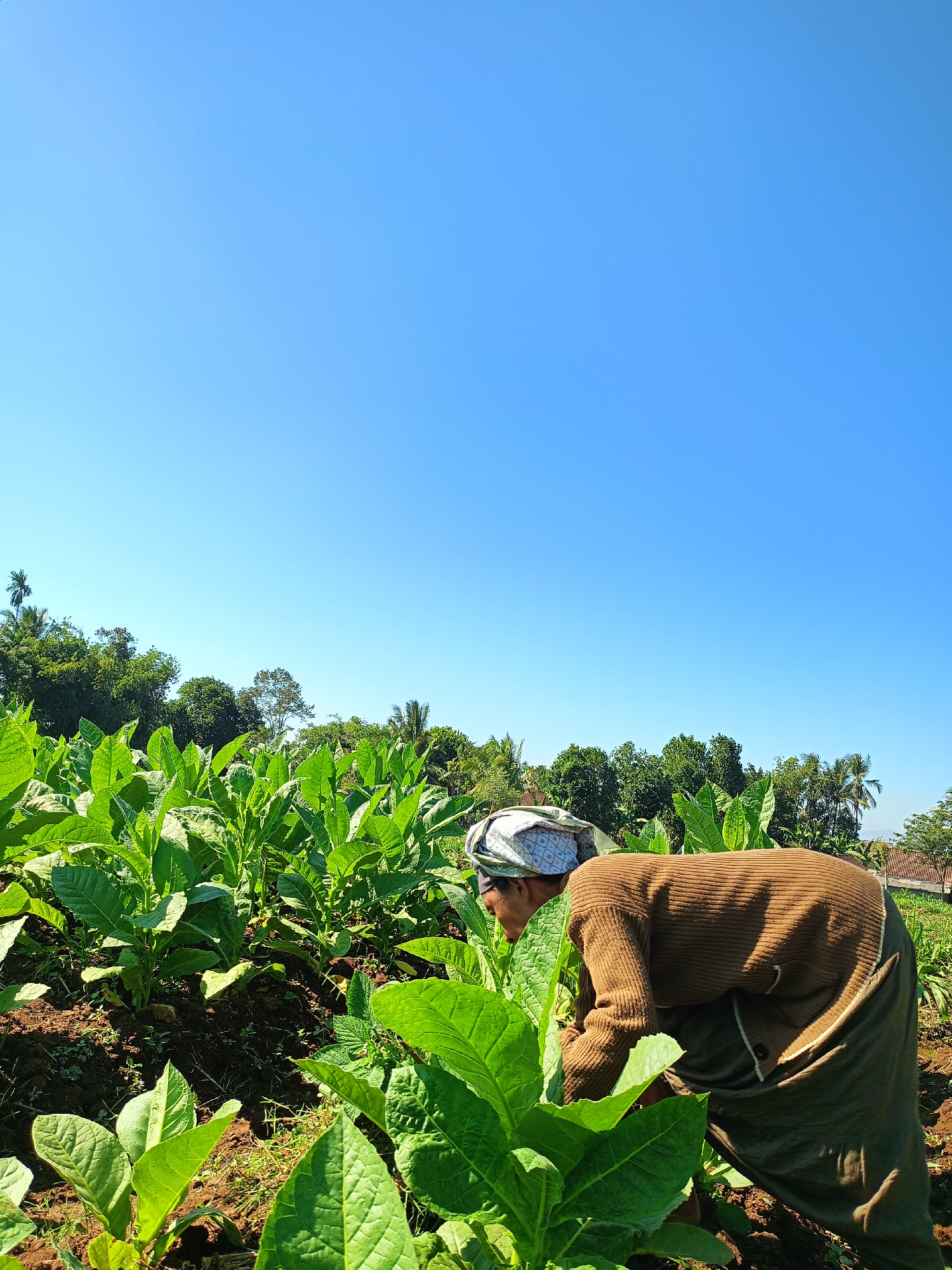 A low-angle, full-shot photograph captures a person tending to a tobacco field under a clear blue sky in Panduman, Indonesia. The foreground is dominated by lush, green tobacco plants with large, broad leaves. In the mid-ground, a person, facing away from the camera and bent over, is actively working among the plants. They are wearing a brown, ribbed sweater and a dark green skirt or sarong, with a patterned headscarf covering their hair. Their posture suggests they are engaged in agricultural tasks such as weeding or harvesting. The background features a line of trees, including palms, with a hint of buildings or structures peeking through the foliage on the right side, indicating a rural or semi-rural setting. The lighting suggests it is daytime, with sunlight illuminating the scene and casting shadows. The overall impression is one of agricultural labor in a tropical environment.