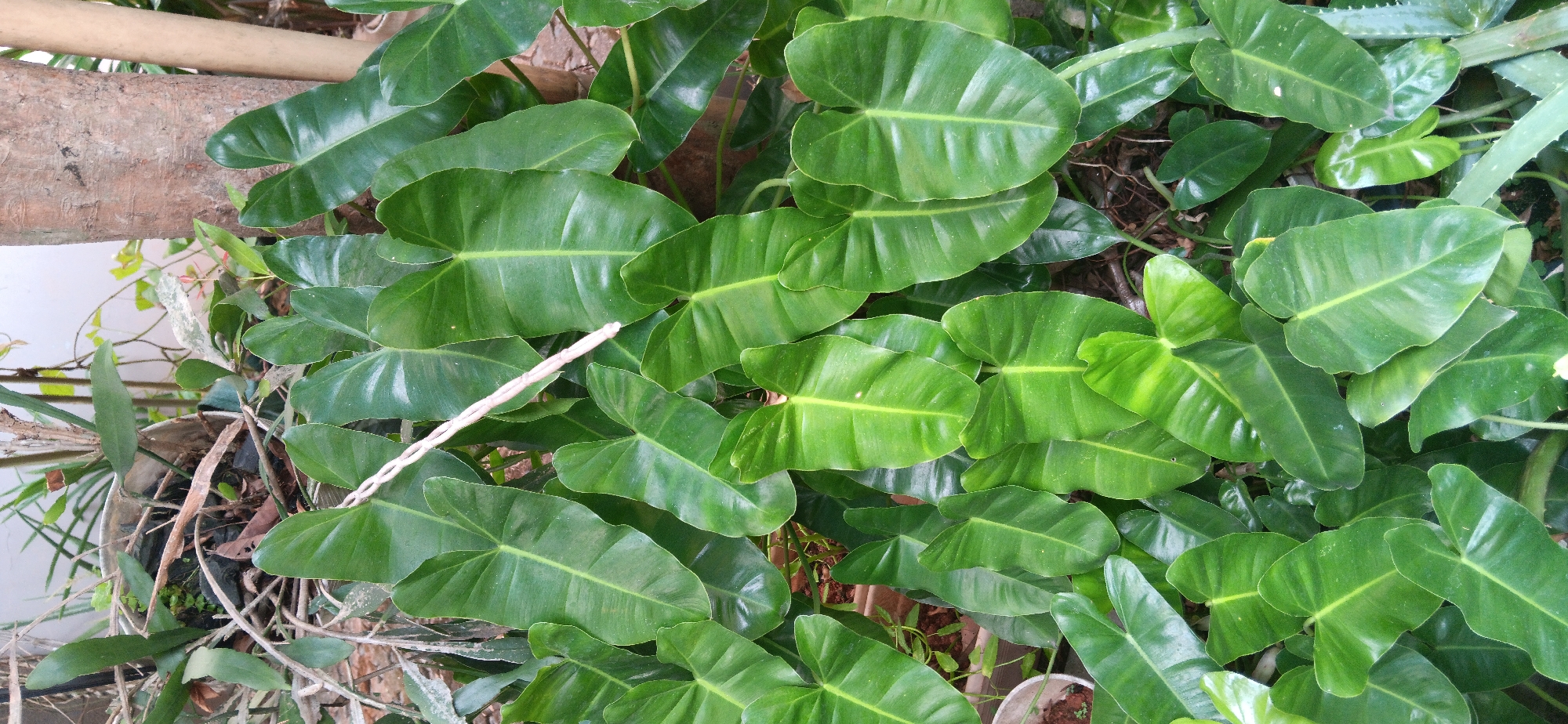 This is a full-shot, eye-level photograph taken outdoors in Depok, Indonesia, capturing a dense cluster of vibrant green heart-shaped leaves belonging to a philodendron plant. The leaves, varying slightly in size and shade of green, are glossy and well-hydrated, some catching the light with a subtle sheen. They are densely packed, creating a lush, almost uniform green carpet that fills most of the frame.
In the background, hints of the urban environment are visible. To the left, a portion of a weathered metal pot can be seen, containing dry, brown organic matter and a few thin, dry stems, suggesting the plant is in a container. The soil beneath the leaves is dark and earthy. To the right, the rough, textured bark of a mature tree trunk anchors the composition, its brown and gray tones contrasting with the verdant foliage. Another thinner, lighter-colored cylindrical object, possibly another plant stem or a support structure, is visible further to the right. A thin, pale rope-like object is draped across several of the leaves in the mid-ground, adding a subtle linear element to the organic forms. The overall impression is one of natural growth and an urban outdoor setting, likely a garden or a yard.