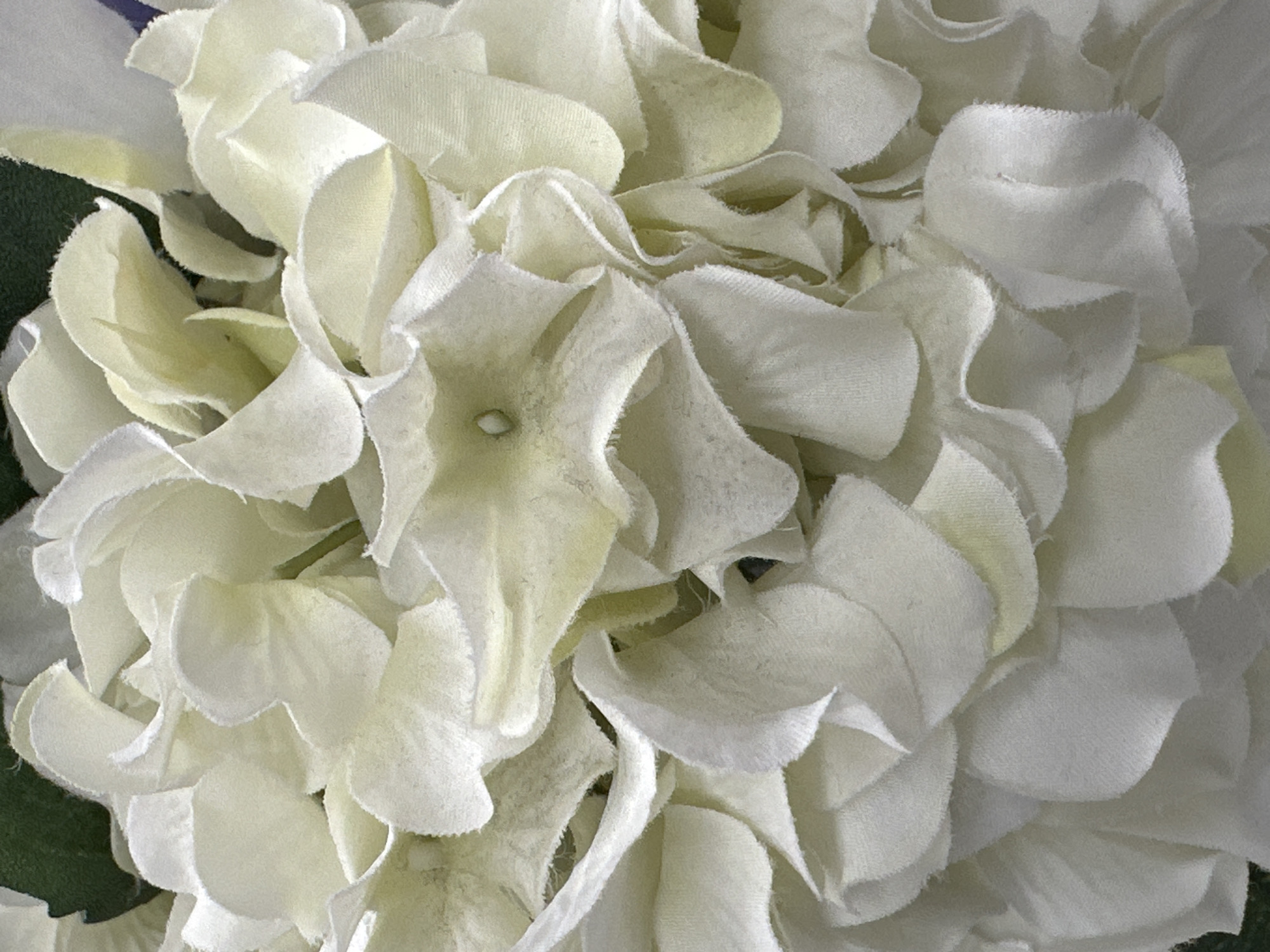 The image displays a close-up, overhead view of a cluster of white, artificial hydrangeas. The petals are soft, velvety, and layered, with some showing a slight yellow tint, particularly towards the center. The edges of the petals appear slightly frayed. The background is out of focus, with hints of dark green and a very small section of purple visible at the top left and upper right corners respectively, suggesting the flowers may be part of a larger arrangement or display. There are no people, actions, or interactions depicted. The scene appears to be indoors, possibly in a home, shop, or event space, and no specific location within Harrisburg, United States of America can be determined from the visual information provided.