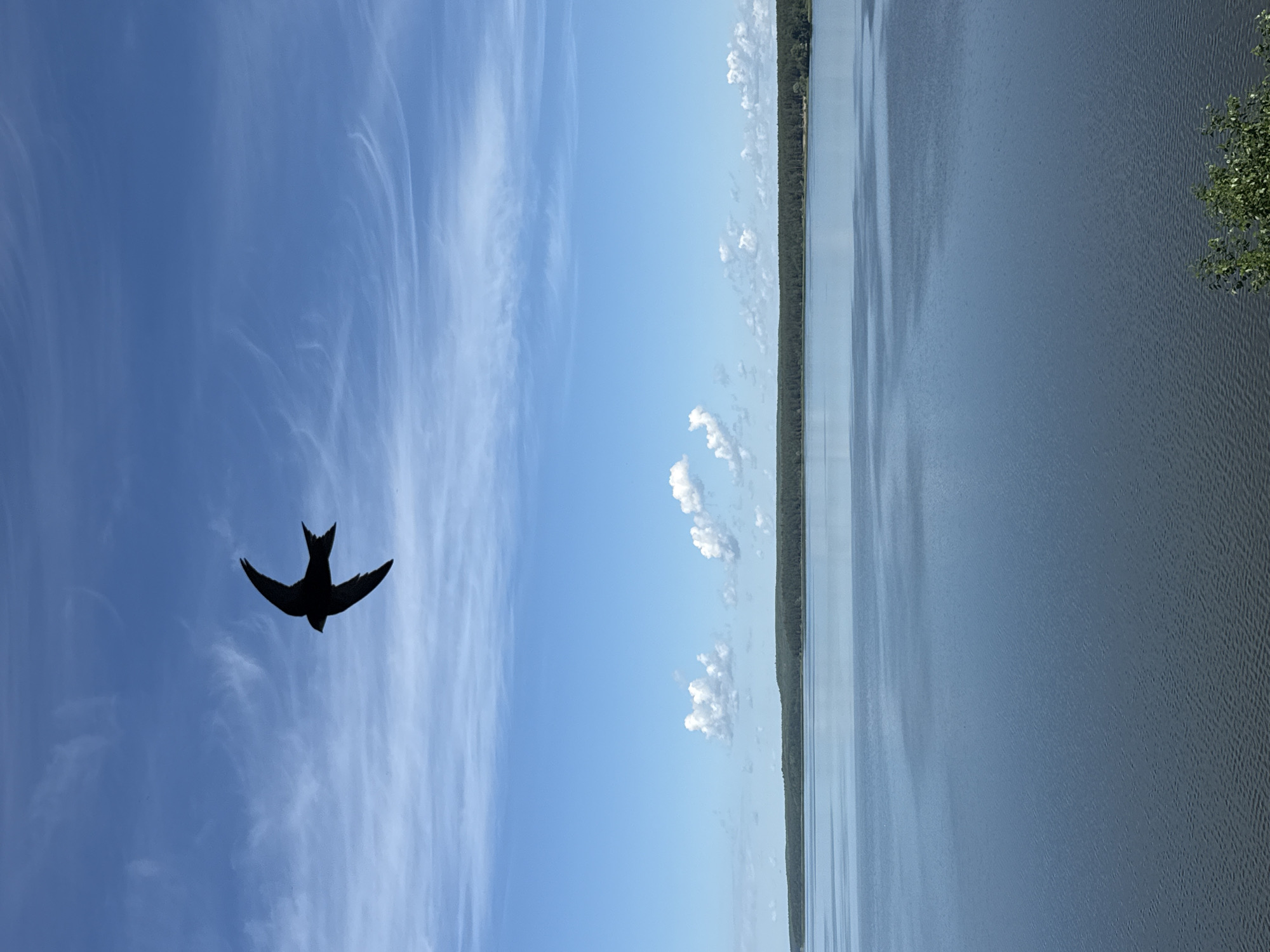The image depicts a serene natural landscape with a bird in flight. The foreground is dominated by a large body of water, likely a lake or river, with gentle ripples on its surface. The water is a deep blue, reflecting the sky above. In the middle ground, a dense line of dark green trees forms a horizon along the distant shore. The sky is a vibrant blue, punctuated by wispy white clouds and streaks of cirrus clouds, indicating fair weather. In the upper portion of the frame, a silhouette of a swift is captured mid-flight, its wings outstretched in a characteristic posture. The overall scene evokes a sense of tranquility and freedom. While the image is beautiful, it does not provide any specific visual cues that would allow for precise identification of the location within Votkinsk, Russia.