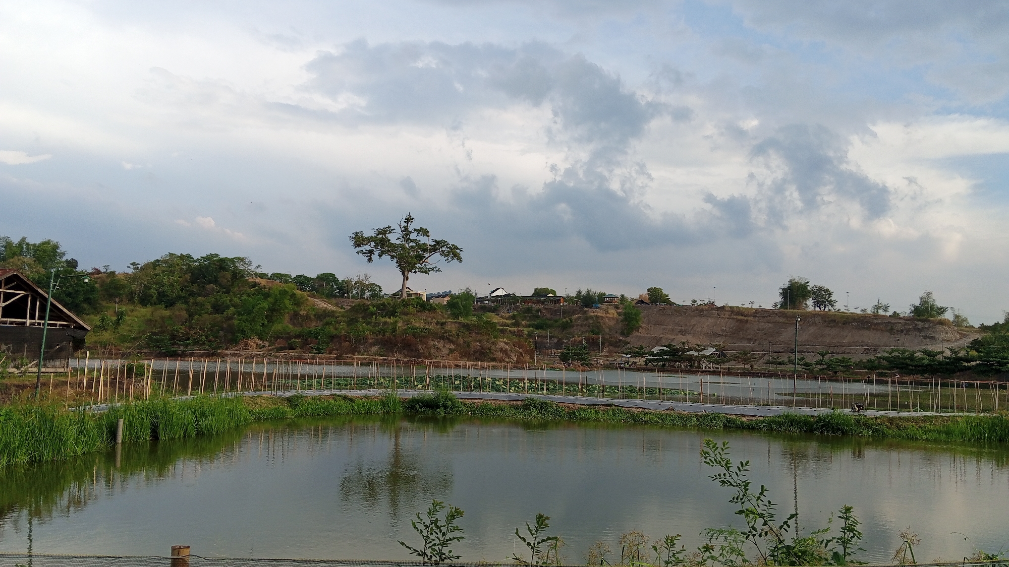 This image depicts a serene landscape likely located in or near Geulangganggampong, Indonesia, under a cloudy sky. In the foreground, a calm body of water reflects the sky and surrounding elements. Tall green grass lines the edge of the water on the left. A wooden structure, appearing to be a partially constructed building or shelter with a visible wooden frame and some black sheeting, is situated on the far left.
Across the water, a man-made enclosure or walkway is visible, marked by a line of thin wooden poles and some netting or fencing. Beyond this, there is a sloped embankment covered in green vegetation and some bare earth, dotted with trees and what appear to be small buildings or structures at the top. A distinctive, large tree with a spreading canopy stands prominently on this embankment, serving as a focal point. The overall environment suggests a rural or semi-rural setting, possibly a park, agricultural area, or a recreational spot. The lighting indicates it might be late afternoon or early morning.