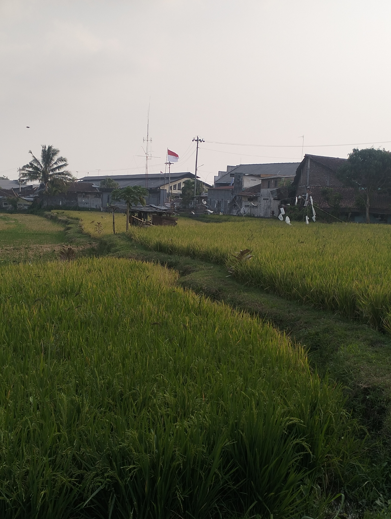 This is a medium-shot, eye-level, outdoor, daytime, vertical, full-color photograph of a rural landscape in Magelang, Indonesia. In the foreground, a vast rice paddy fills the frame, with lush green rice stalks stretching as far as the eye can see. A narrow, dark pathway snakes through the paddy, dividing it into two sections. In the middle ground, a small, rustic wooden shack with a corrugated metal roof stands to the right of the path, surrounded by more rice. To the left of the shack, a young tree stands prominently. Behind the rice field, a line of buildings with various roof styles can be seen, including what appears to be a modern, multi-story structure with a dark roof and a more traditional, darker-roofed house with brick walls. A tall antenna or communication tower is visible behind the buildings. A red and white flag, possibly the Indonesian flag, is flying from a flagpole near the tower. A single palm tree stands to the far left, with its fronds extending towards the sky. The sky above is a pale, hazy white, suggesting an overcast or early morning/late afternoon light. There are no people visible in the scene, but several small, dark shapes, likely birds, are scattered throughout the rice paddy and in the sky.