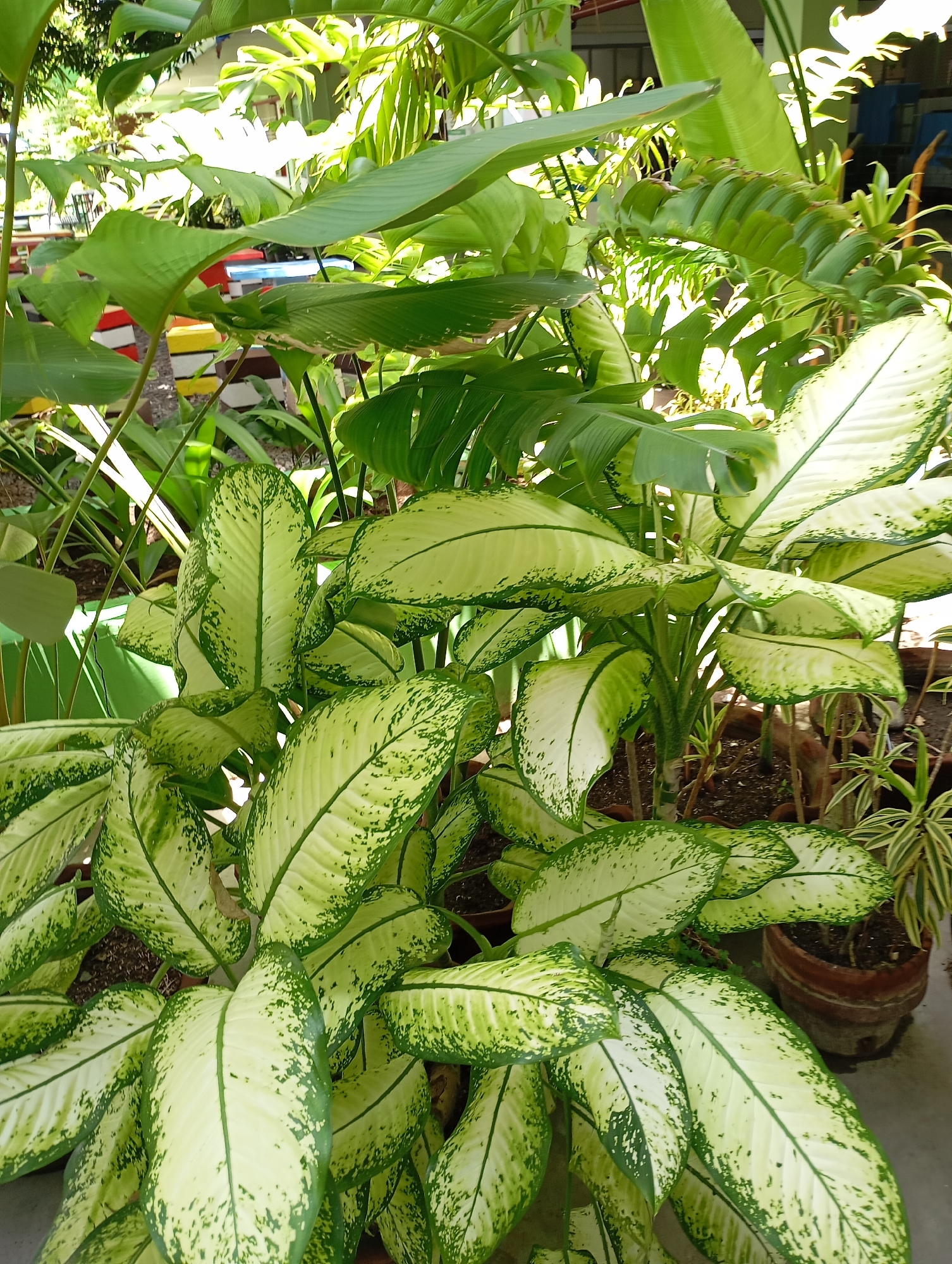 The image presents a vibrant and lush outdoor garden scene, likely in Davao City, Philippines, bathed in bright daylight. The primary subject is a prominent tropical plant, appearing to be a Dieffenbachia (Dumb Cane), occupying the central and lower portions of the frame. Its large, ovate leaves display a striking variegation, characterized by broad white or light green centers intricately bordered and speckled with dark green. The plant is robust, with multiple healthy leaves emanating from its base.
Surrounding and behind this central plant is a dense array of other green foliage, indicative of a tropical environment. These background plants include species with broad, dark green leaves, possibly belonging to the banana family or similar large-leaved plants, as well as smaller, spikier varieties. Many of the plants are contained within terracotta and possibly plastic pots, suggesting a cultivated garden or patio area.
In the mid-ground, partially obscured by the foreground foliage, are colorful stacked rectangular blocks or planters in shades of red, yellow, blue, and green. These elements contribute to the decorative aspect of the garden space. The lighting is strong and natural, indicating a sunny and clear day, with bright highlights on the leaves. No human subjects or activities are visible. The overall impression is one of natural beauty and tropical abundance. There is no discernible text in the image.