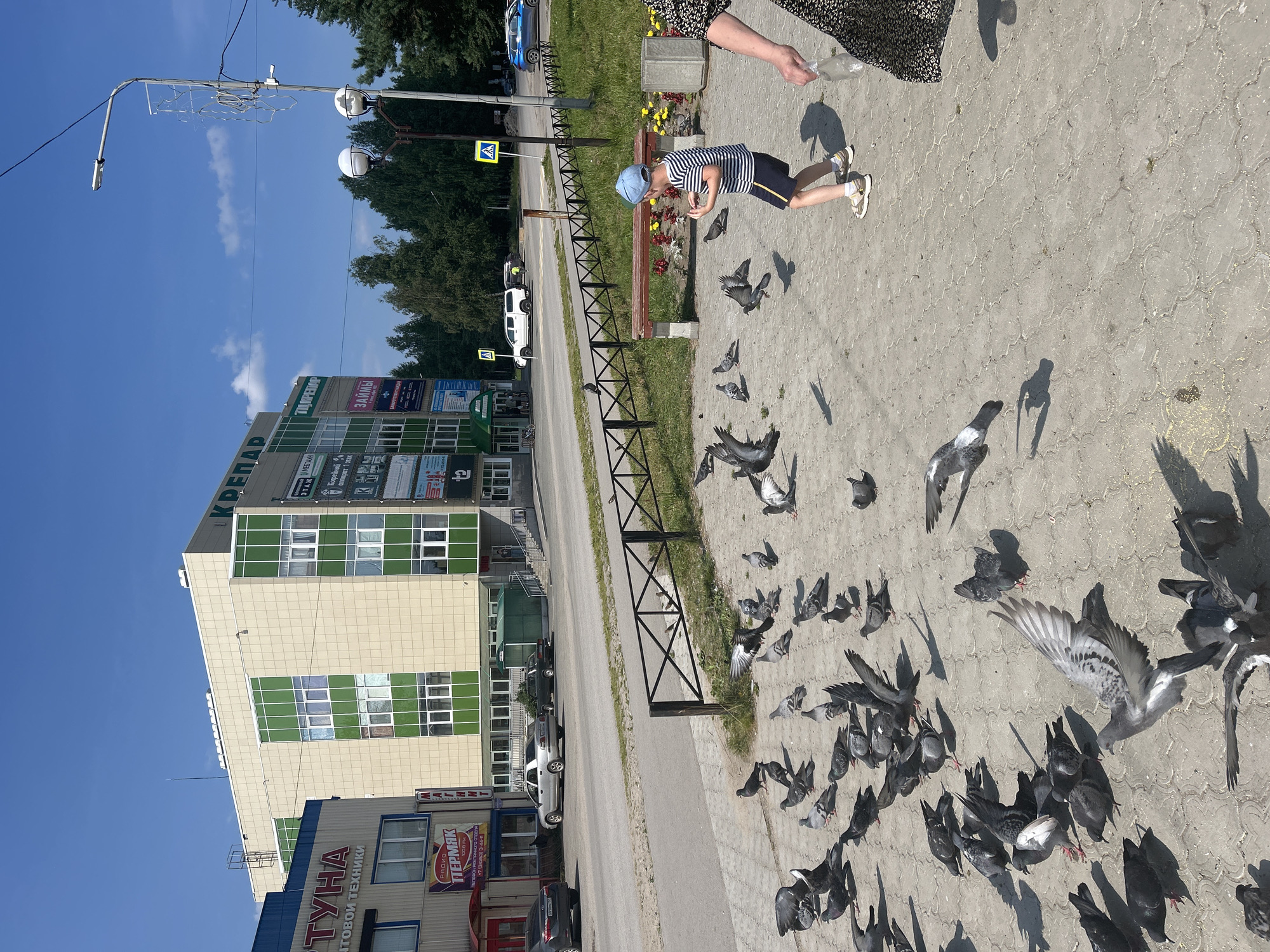 The image depicts a street scene in Krasnovishersk, Russia. In the foreground, a flock of pigeons is gathered on a paved area, with some in flight and others walking or pecking at the ground. A young boy wearing a blue baseball cap and a striped t-shirt is interacting with the pigeons, appearing to be feeding them. A person, partially visible on the right side of the frame, is also holding a plastic bag, suggesting they might be distributing food. In the background, buildings line the street, with one prominent beige building featuring green-trimmed windows and signage including "КРЕПАР". Cars are parked along the street and driving on the road. The sky is clear blue with some scattered clouds, indicating a sunny day. The environment appears to be urban with some greenery, including trees visible in the distance.