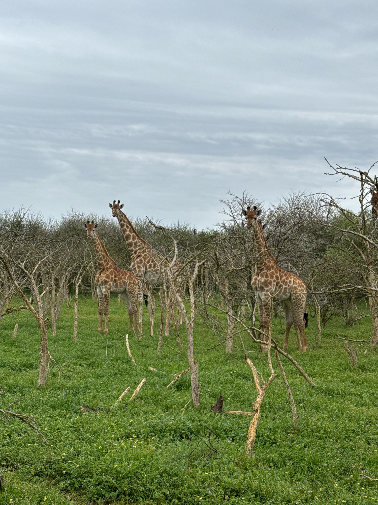 Three giraffes are standing in a grassy field dotted with small yellow flowers and surrounded by a dense growth of bare, thorny trees under a cloudy sky. The giraffes are of varying sizes, suggesting a mix of adults and possibly a younger one. They are positioned at different distances from the viewer, with two in the foreground and one further back to the left. The vegetation is thick, and the ground is covered in lush green grass. The overall scene appears to be a natural habitat, likely a savanna or bushland environment. The image does not contain any elements that would indicate its location in the city of Stellenbosch Nu, South Africa.