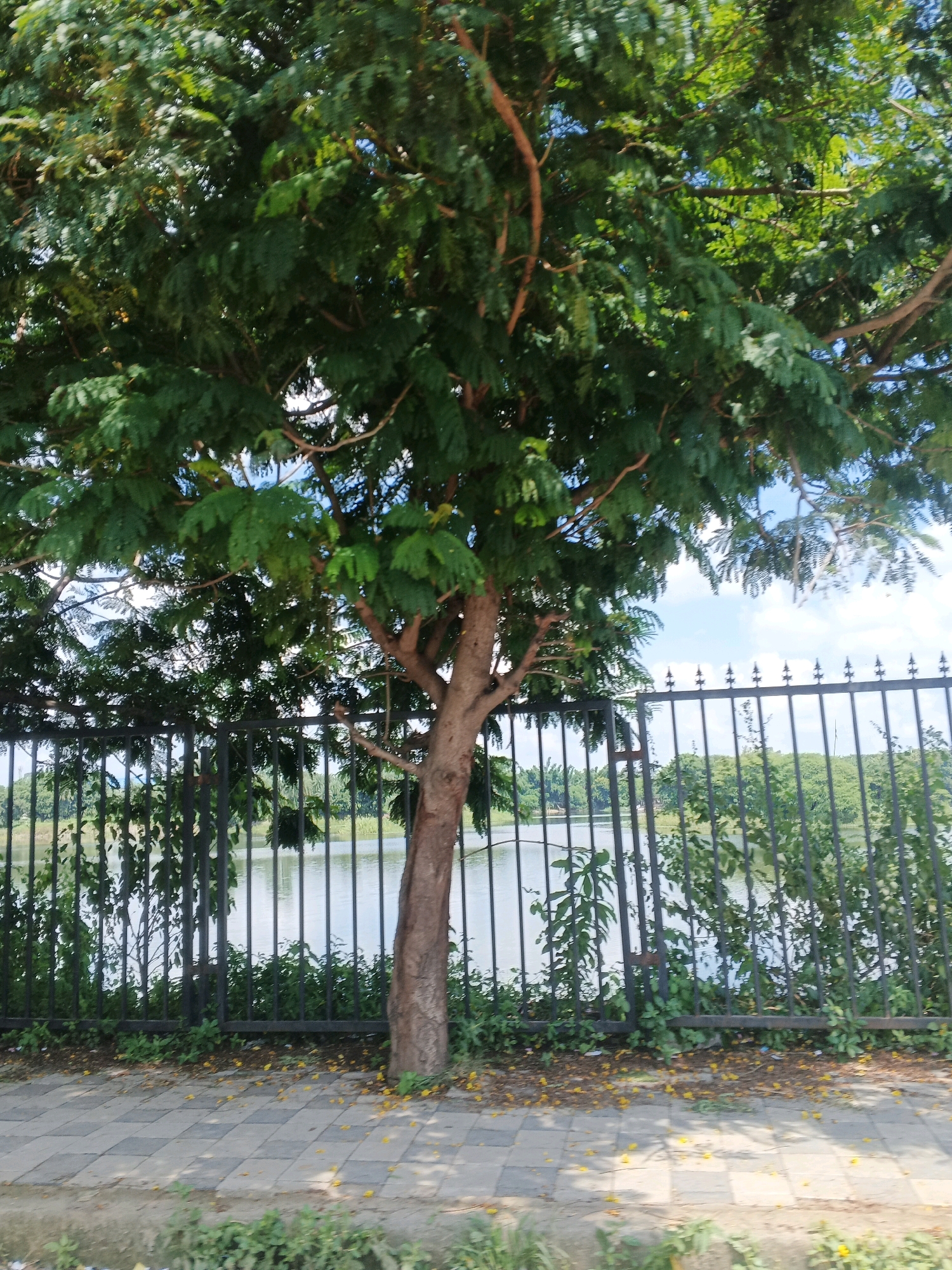 In Dewas, India, a mature tree with dense green foliage and reddish-brown branches stands prominently in the foreground, partially obscuring a black metal fence. Beyond the fence lies a calm body of water, likely a lake or river, with the distant shoreline featuring lush green vegetation. The sky above is a clear blue with scattered white clouds, indicating fair weather. The foreground includes a paved walkway made of grey and white square tiles, with scattered yellow petals on its surface, suggesting the presence of flowering trees nearby. The overall scene depicts a tranquil outdoor setting, possibly a park or a lakeside public area.