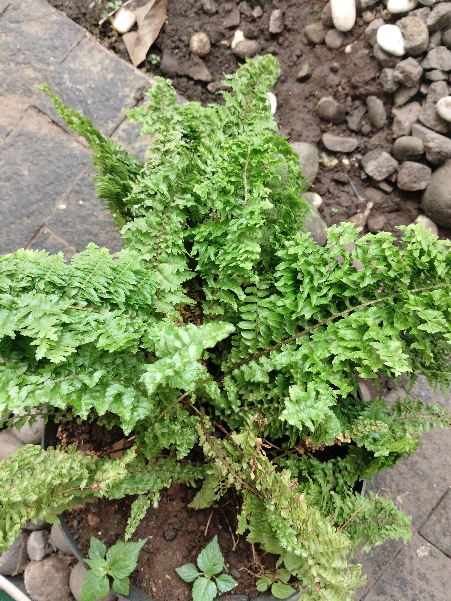 This is a top-down medium shot of a potted fern plant. The plant is lush and green, with many delicate fronds. It is situated outdoors, with a stone patio to the left and a patch of soil with rocks and a fallen leaf to the right and top. The soil in the pot is dark and appears moist. There are no people or animals visible in the image. The image was taken in Banjar, Indonesia.