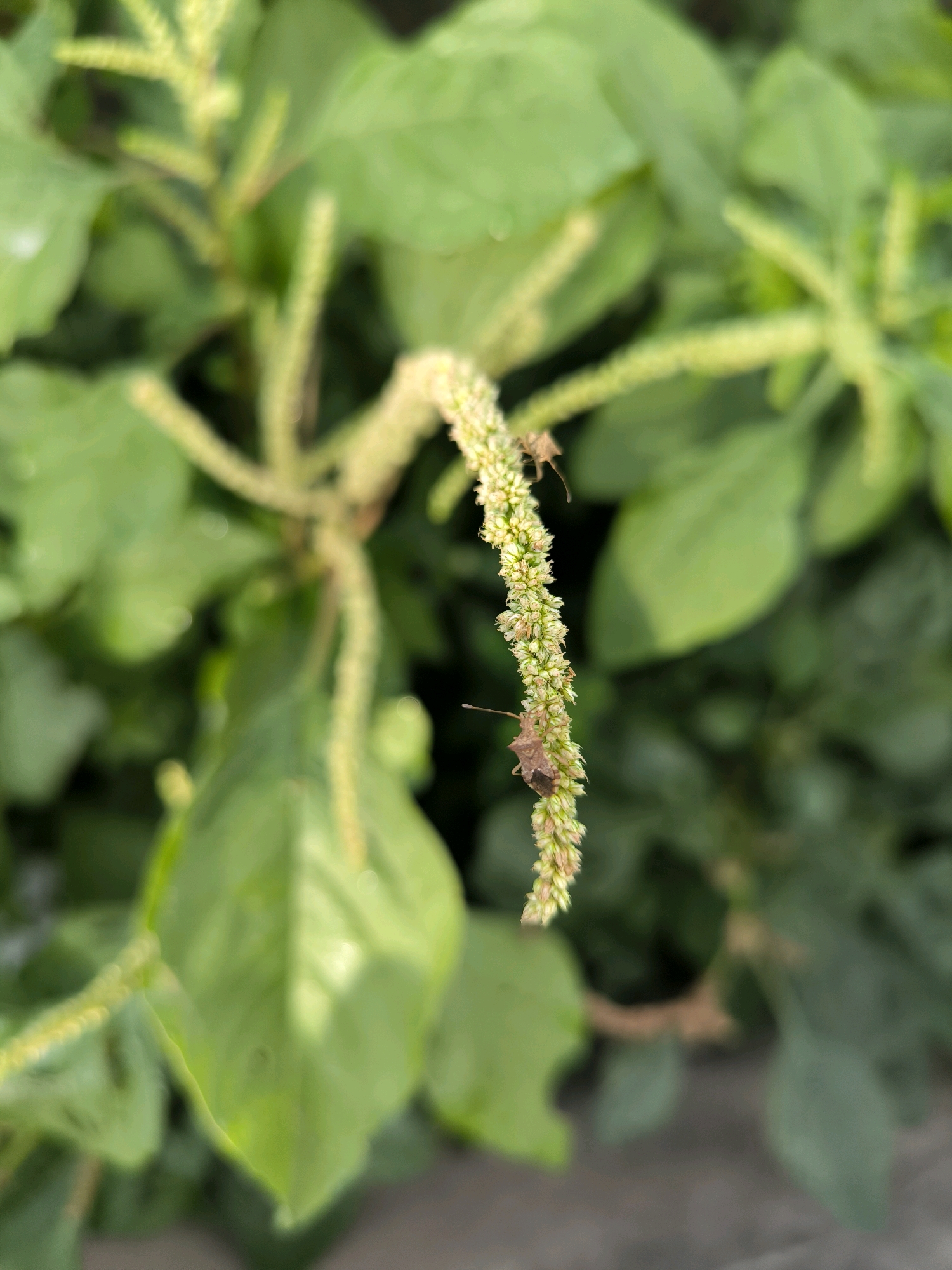 The image shows a close-up of a plant with a drooping flower spike. Two small brown insects, likely stink bugs, are perched on the flower spike. The background is blurred, consisting of green leaves and a greyish surface that could be a path or ground. The lighting suggests it is daytime, and the focus is on the plant and insects. The location is identified as Karanganyar, Indonesia.