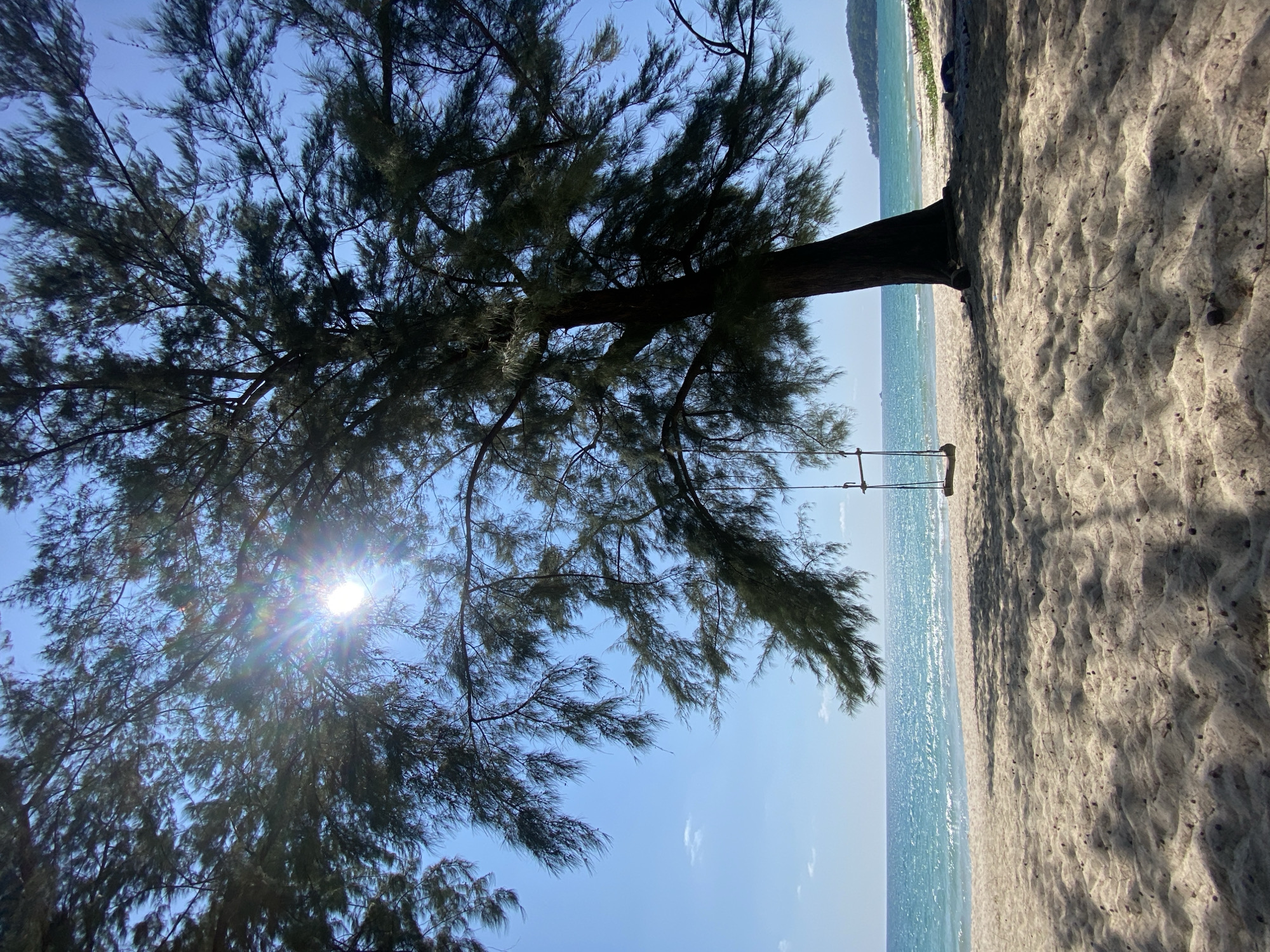 A sunny daytime shot depicts a beach scene in Choeng Thale, Thailand. The camera is tilted to the left, showing the ground as being vertical. A large tree dominates the left side, its dark green foliage partially obscuring the sun. A rope swing hangs from the tree's trunk, positioned between the tree and the water. The beach, consisting of light-colored sand, stretches along the right side. The water is light blue and calm.