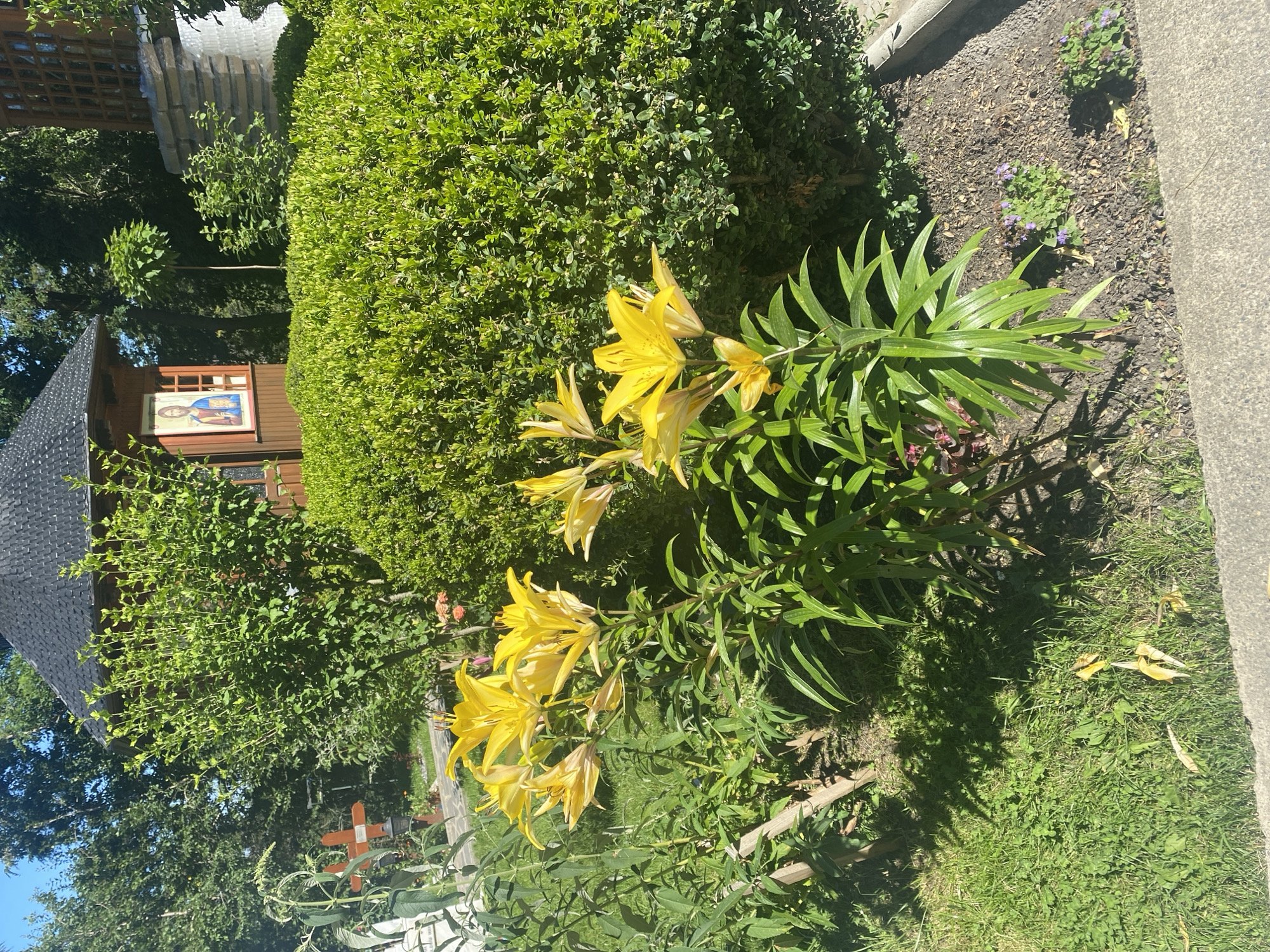 The image depicts a vibrant garden setting in Agapia, Romania. In the foreground, a cluster of bright yellow lilies with long, green leaves dominate the scene, their petals unfurling towards the sun. Behind the lilies, a dense, green hedge provides a lush backdrop. To the left of the hedge, a small wooden structure with a dark, pitched roof is visible. This structure appears to be a small chapel or shrine, with a religious icon featuring a figure in blue and red garments displayed on its side. The background reveals more greenery, including trees and bushes, suggesting a peaceful, natural environment. The ground is covered with grass and soil, with scattered fallen leaves adding a touch of natural decay to the scene. The lighting suggests it is daytime, with sunlight casting shadows on the ground. There are no people visible in the image.