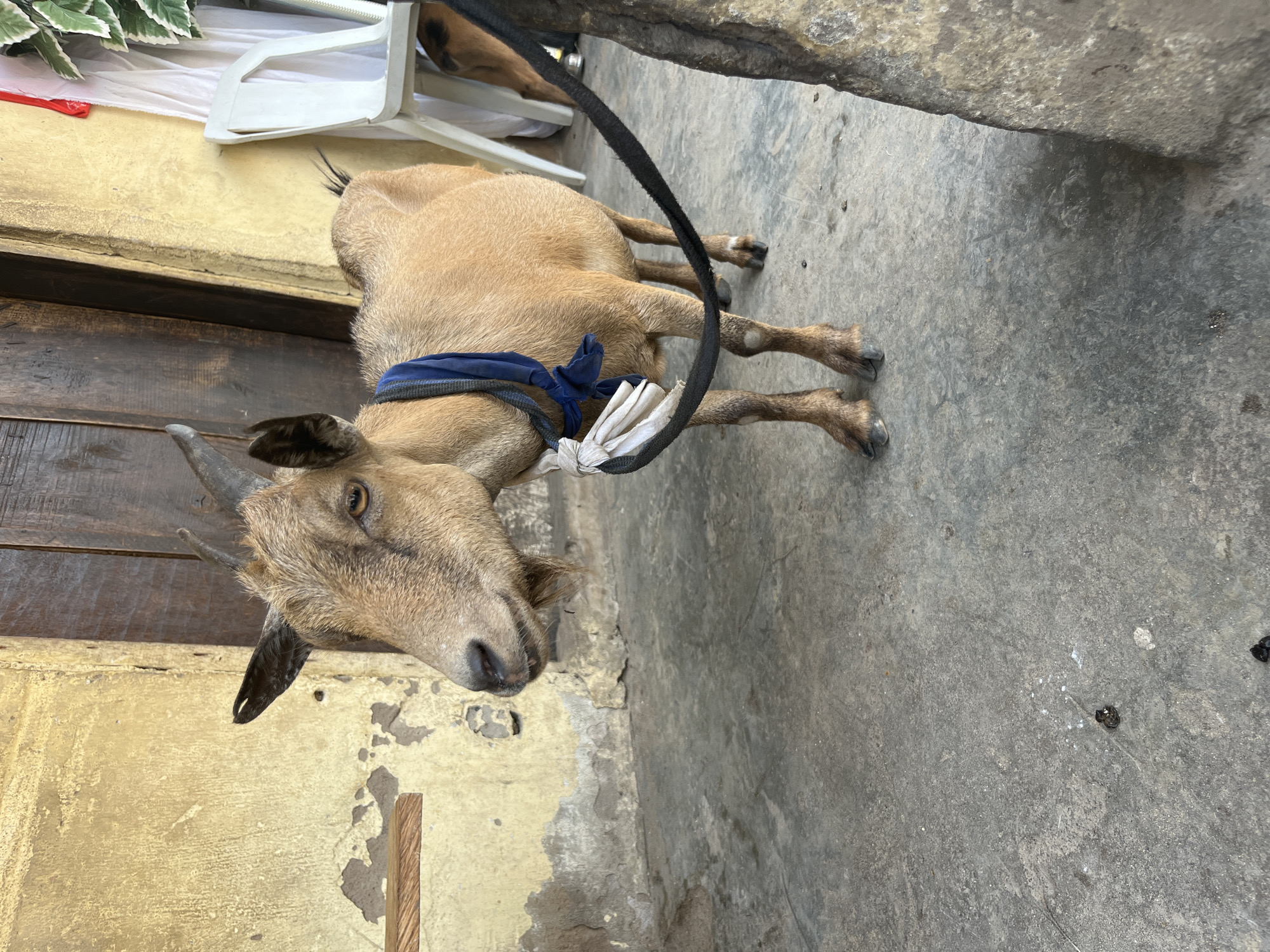 The image shows a tan goat lying on a concrete surface. The goat has a blue band around its neck and a black leash attached. The goat is lying next to a weathered yellow wall with peeling paint and a wooden door or panel. In the background, a white plastic chair is visible, partially obscured by greenery. The setting appears to be an outdoor area or courtyard in an urban location.