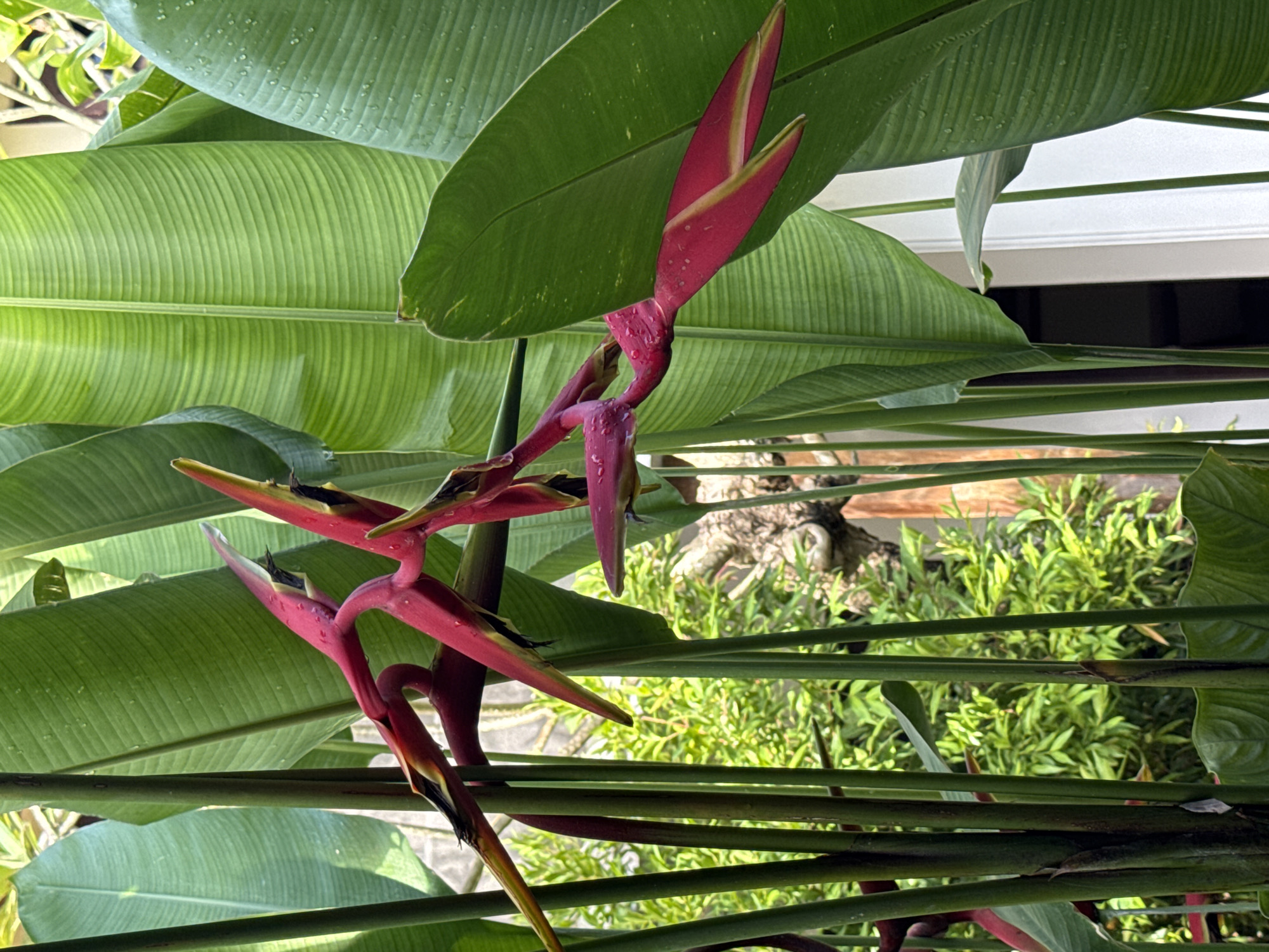 The image captures a vibrant close-up of red, bird-of-paradise-like flowers, likely Heliconia, set amidst lush green foliage. The original image is oriented vertically, with the flowers extending diagonally from the lower-left towards the upper-right.
The dominant subjects are a cluster of elongated, bright red floral bracts, some tipped with yellow or pale green. These striking flowers appear wet, covered in numerous small water droplets. They are arranged sequentially along a thick, reddish-green stem.
Surrounding the flowers are large, broad, green leaves that occupy a significant portion of the frame. These leaves exhibit prominent, parallel venation, giving them a ribbed texture, and some also show signs of water droplets. The overall color palette is dominated by rich reds and various shades of green.
In the background, through the dense plant life, a few environmental details are discernible. Towards the upper portion, horizontal white lines suggest part of a building or structure. In the mid-ground, behind some stems and foliage, a rough, textured surface resembling a gnarled tree trunk or root system can be seen, partially obscured by lighter green, bushy plants. The lighting is bright and natural, indicating a daytime scene in a tropical setting. The image depicts a peaceful, natural environment, consistent with Kuta, Indonesia. No visible text is present.