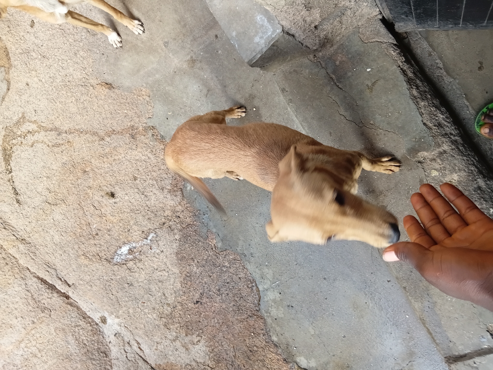 An adult's left hand is in the foreground, palm open, reaching towards a light brown dog. The dog, with blurred features due to motion, is facing the hand, its head tilted. The dog's body is slender, with short, light brown fur. Its tail is raised. The dog stands on a concrete surface, which is cracked and uneven, with a large, textured, light brown rock formation behind it. To the right, another light brown dog, partially visible, stands on the concrete. The environment appears to be outdoors, possibly an alleyway or a rough urban area.