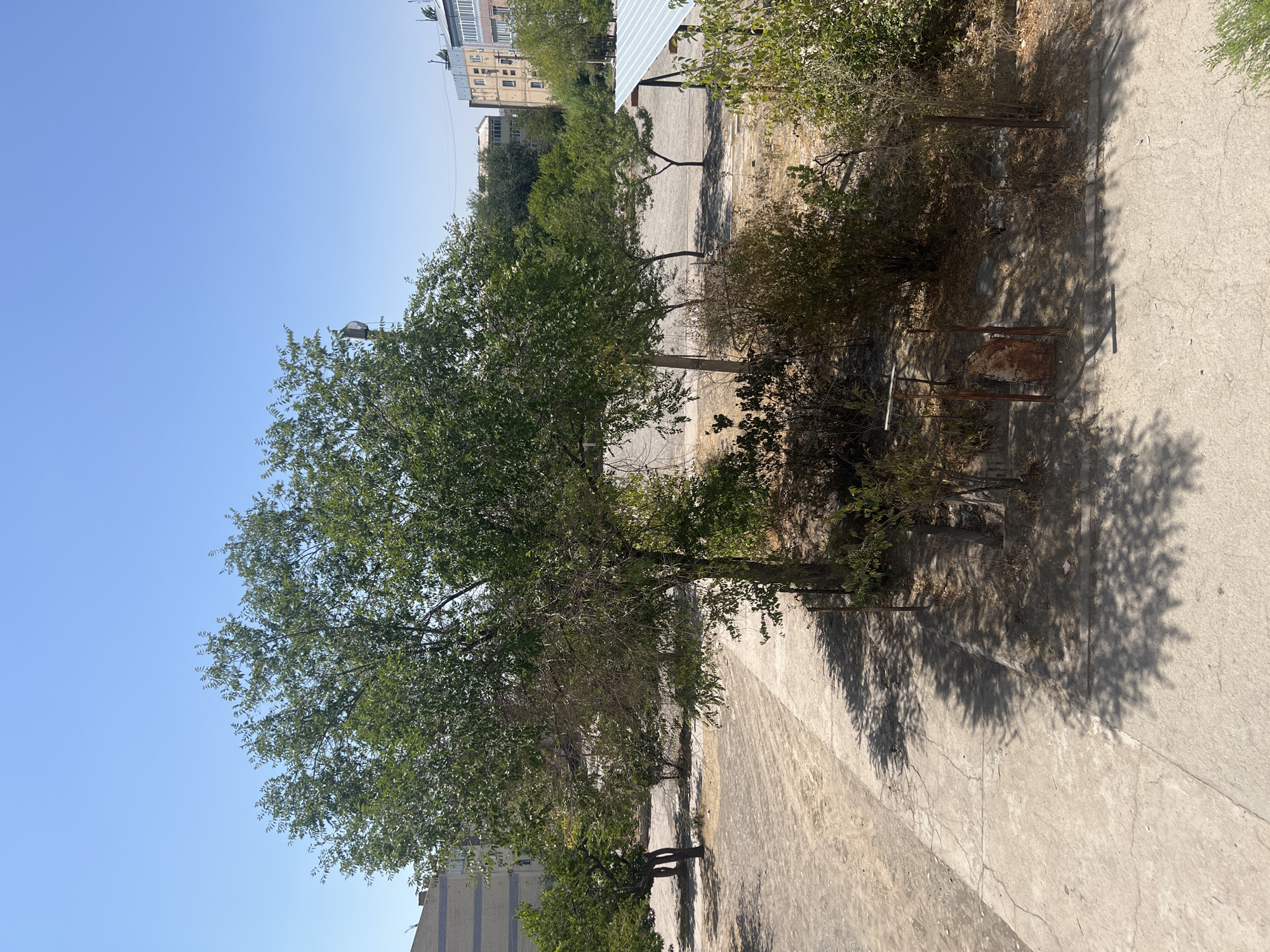 The image depicts an outdoor scene in the city of Şamaldı-Say, Kyrgyzstan, characterized by a bright, clear blue sky and dry, dusty terrain. In the foreground, a concrete pathway with visible cracks runs diagonally across the frame, casting dappled shadows from overhead foliage. To the right of the path, a cluster of dry, thorny bushes and saplings are visible, with a rusted metal gate structure partially obscured among them.
Dominating the mid-ground is a large, leafy green tree with a thick trunk, its branches extending widely and creating significant shade. Behind this tree, several smaller trees with sparser foliage are planted in a line. The ground in this area appears to be a mixture of dry dirt and gravel.
In the background, several multi-story buildings with flat roofs are visible. One building on the left is lighter in color with visible windows, while buildings on the right are taller and feature balconies and window frames. A white, corrugated metal roof structure, possibly a shelter or awning, is situated to the far right of the frame. The overall impression is one of a public outdoor space, likely a courtyard or park area, during daylight hours under a hot, dry climate. No people are present in the image.