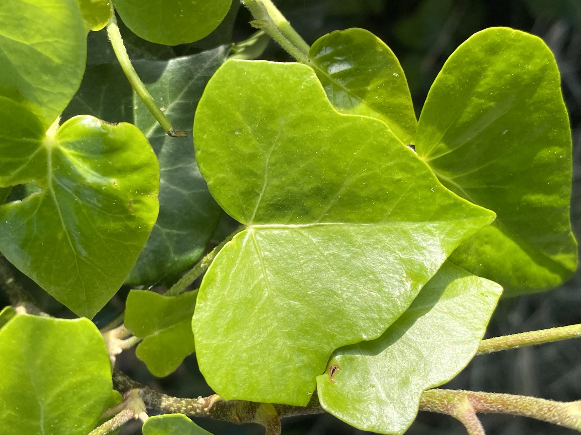 Close-up of green ivy leaves with visible veins and stems. No people or indications of city details visible. The photo focuses on the texture and color of the plant material.